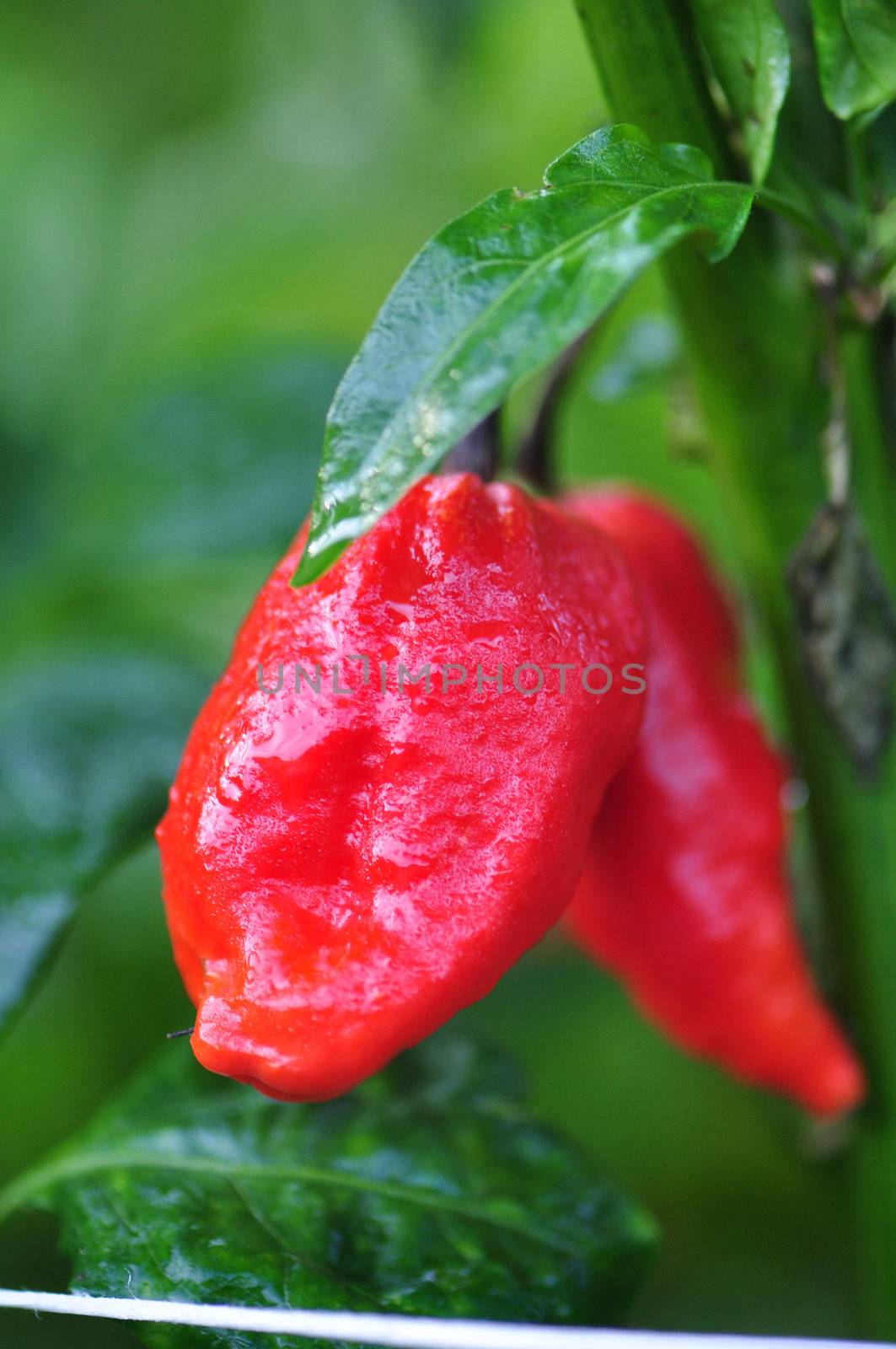 Organic pepper farm near Asheville, North Carolina growing the hottest peppers in the world.