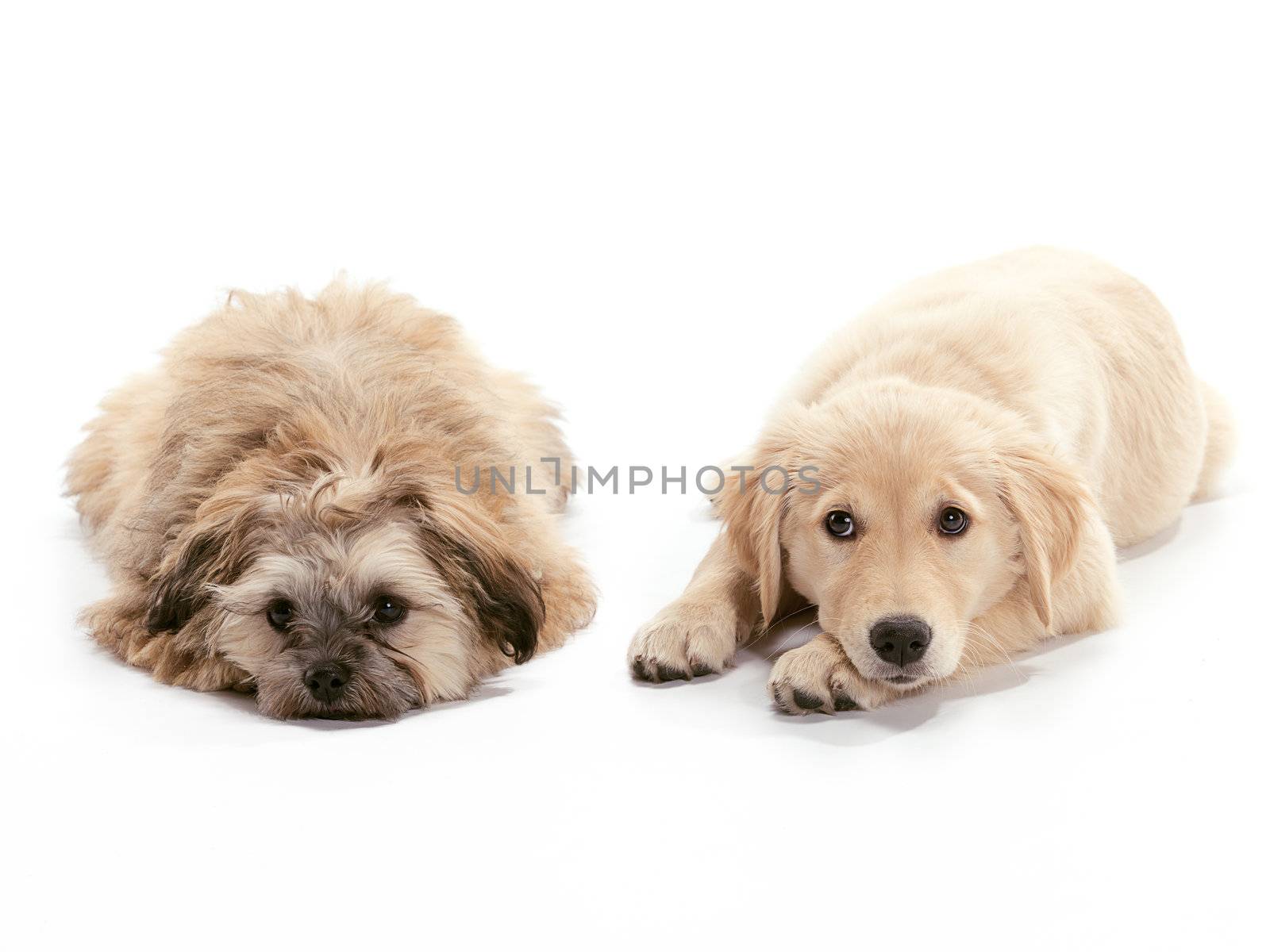 A Golden Retriever puppy relaxing on floor Puppy looking at the camera and Shizu Poodle mix looking sad