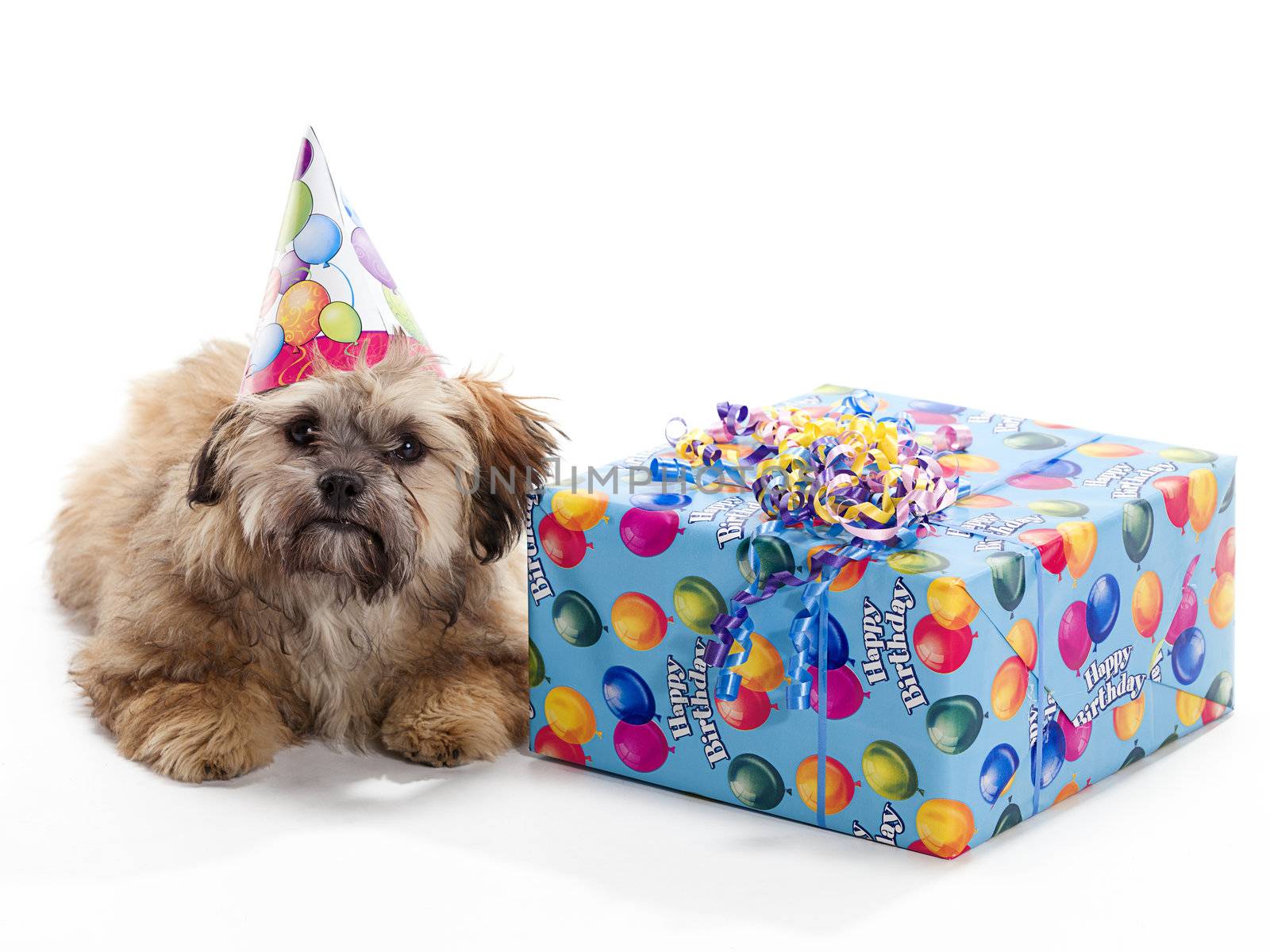 A Shitzu Poodle mix laying beside a birthday present wearing a hat