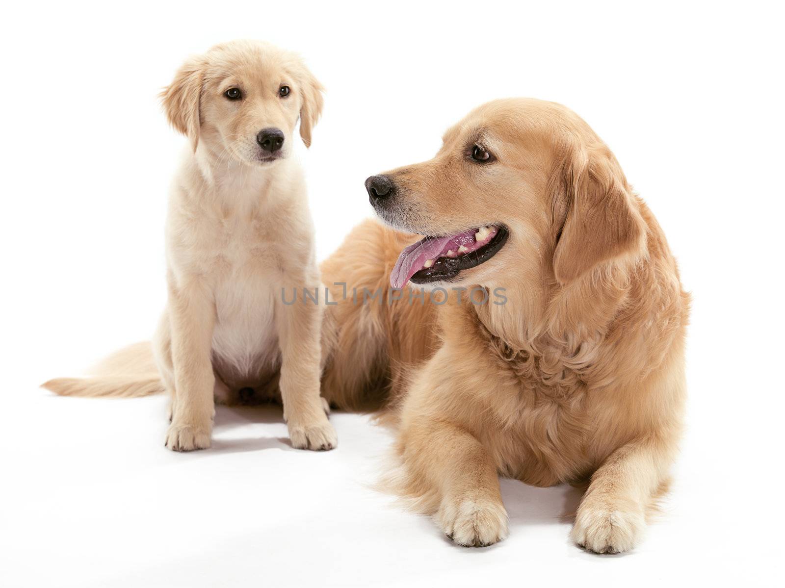 An older and younger Golden Retriever sitting on the floor