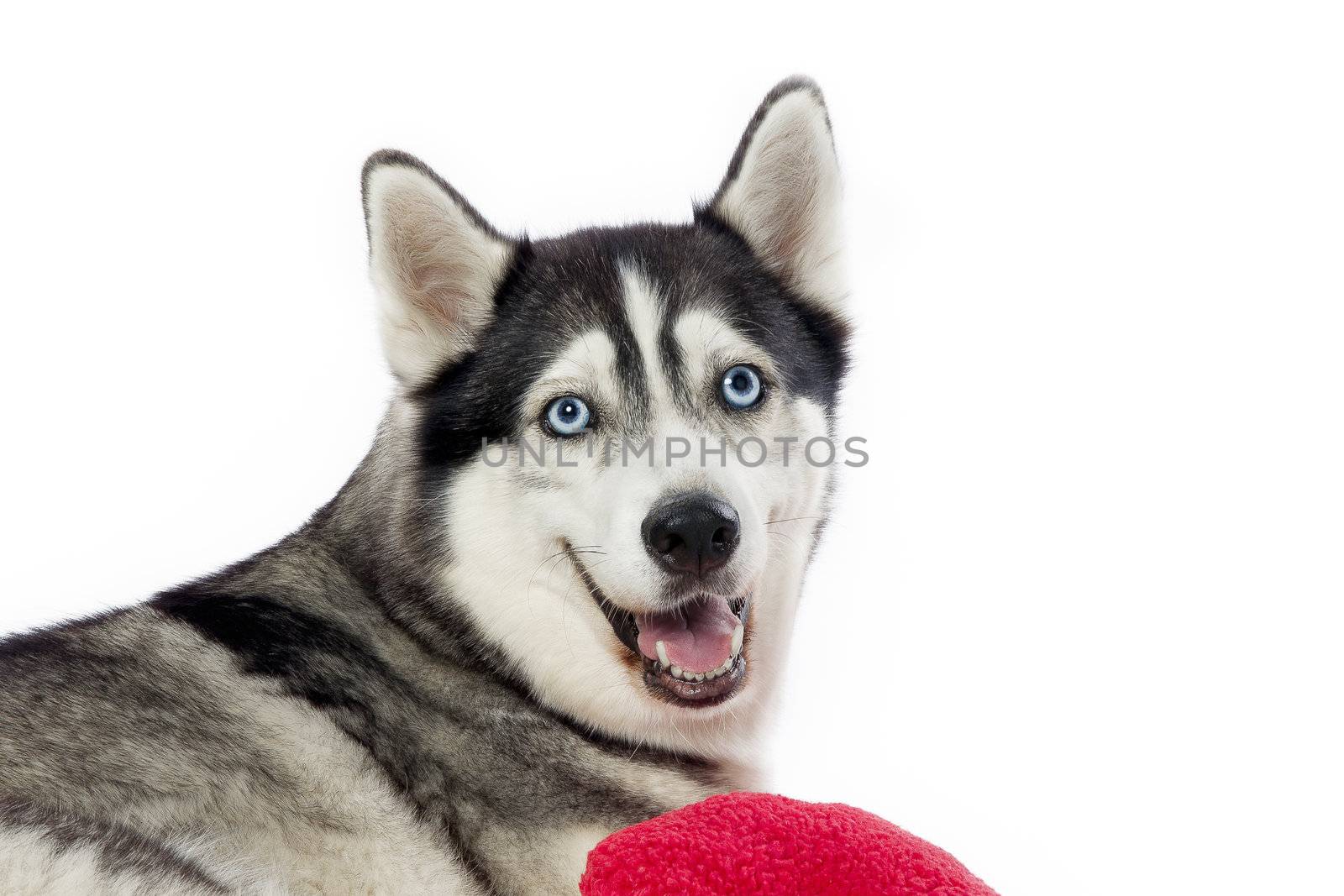 Close up photo of smiling Siberian Husky.