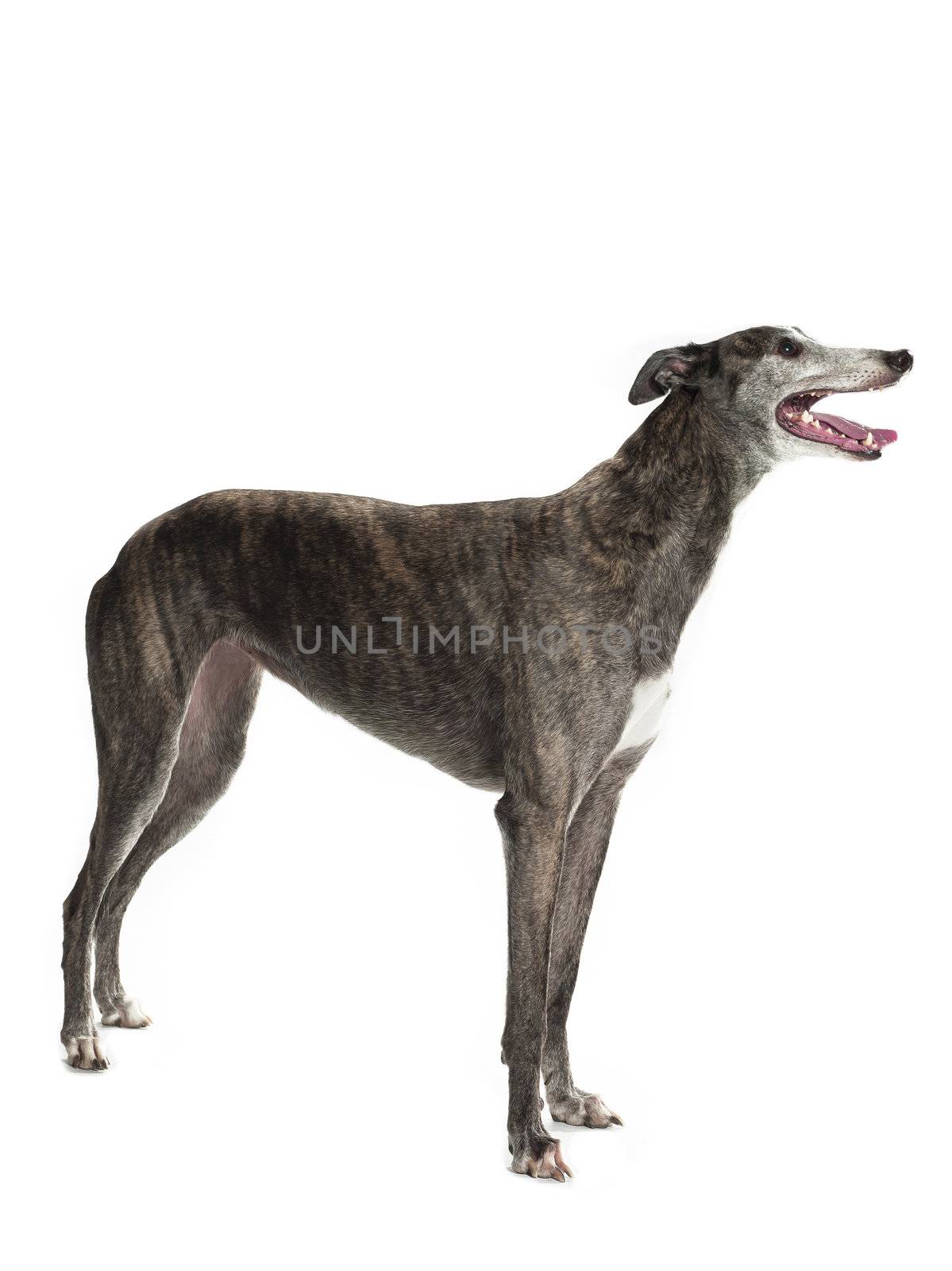 sideways standing greyhound by kozzi