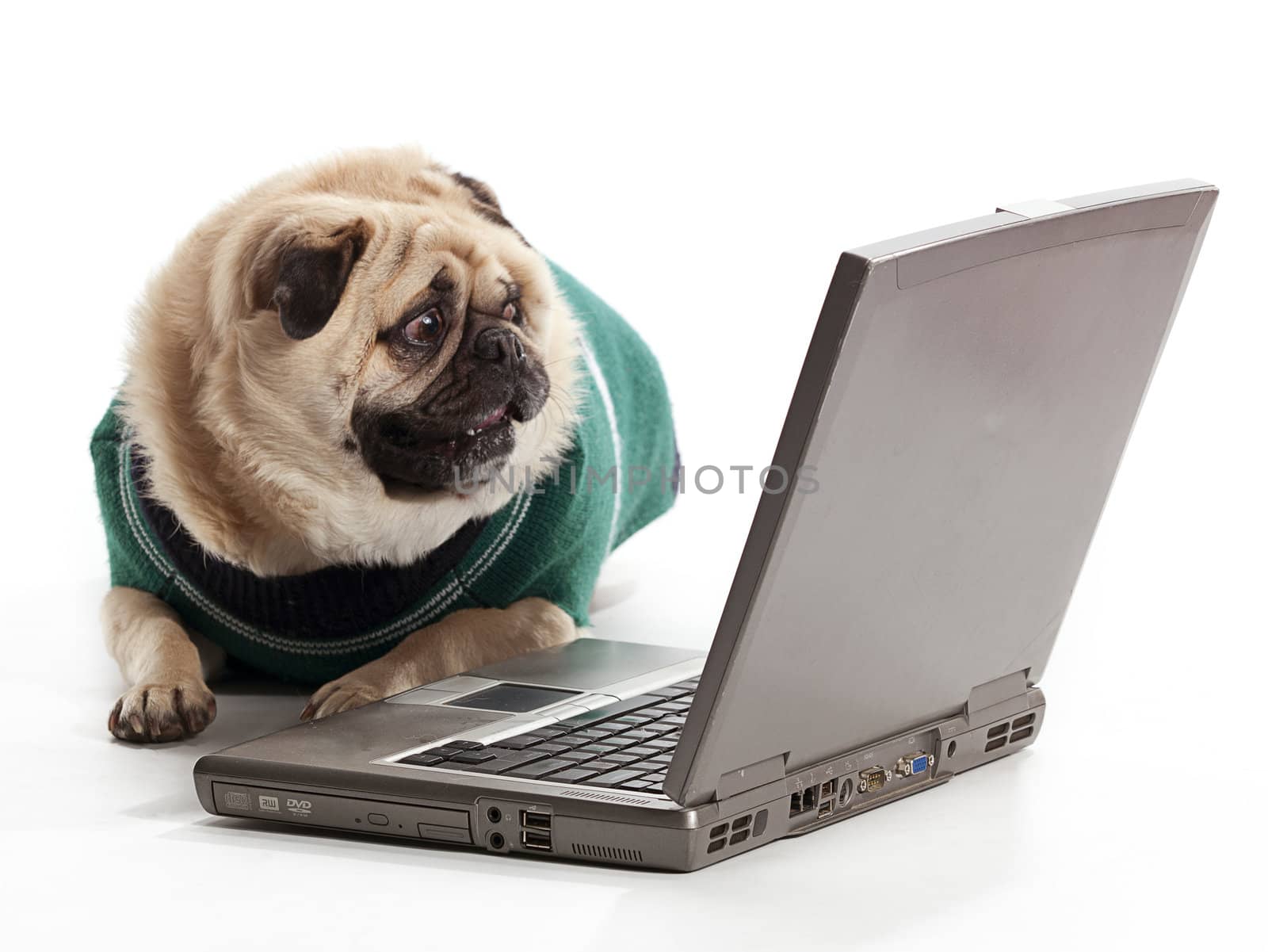 A pug that is scared of the internet
