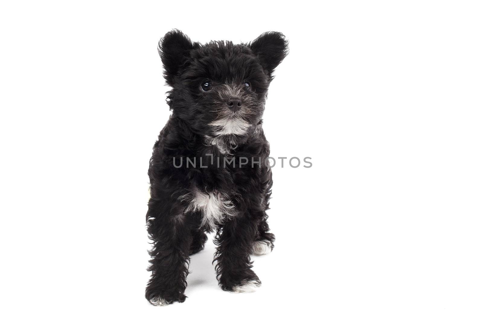 cute little black hairy puppy