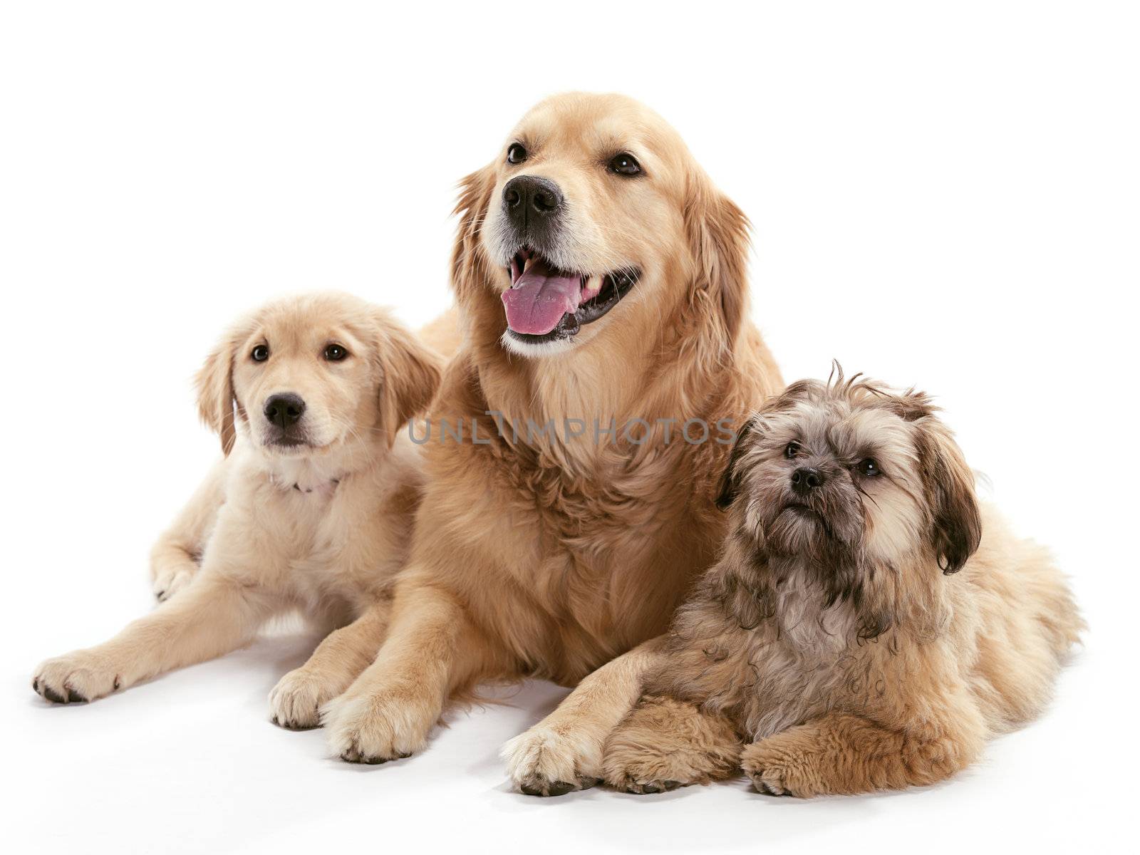 Two Golden Retriever and a Shi Poo laying together