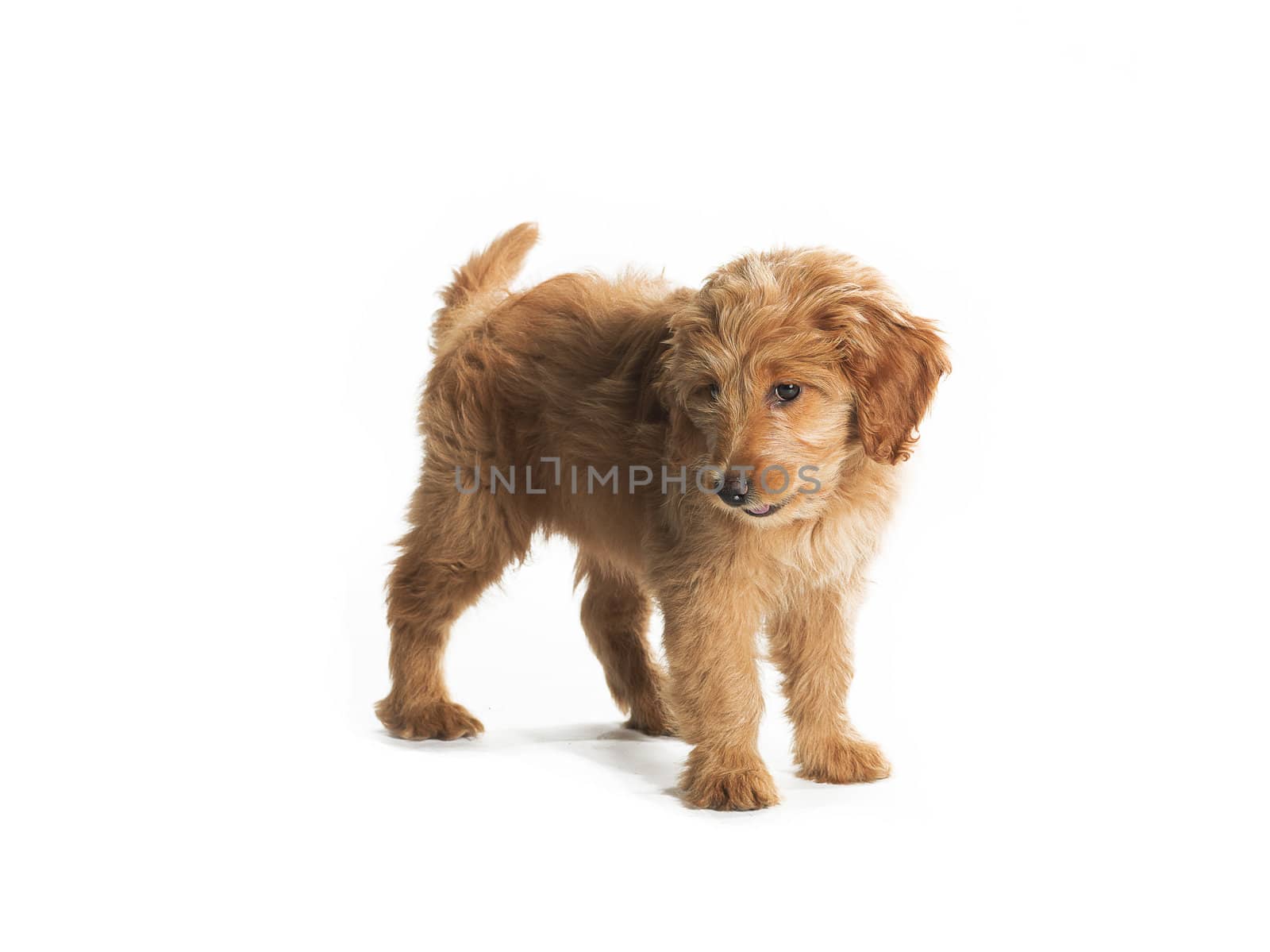 A cute fluffy putting isolated on white.