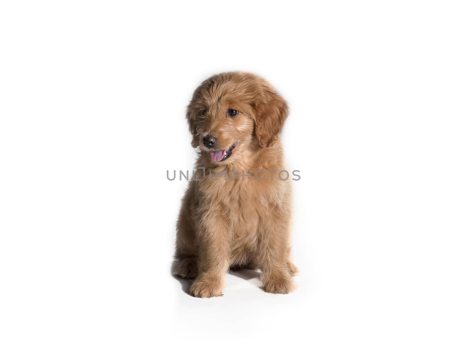 A puppy sitting on a white background.