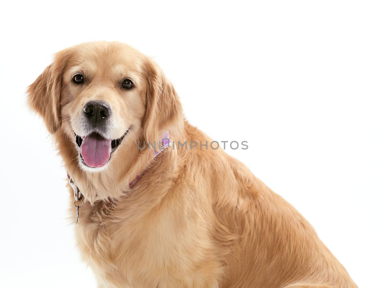 A happy dog on a white background.
