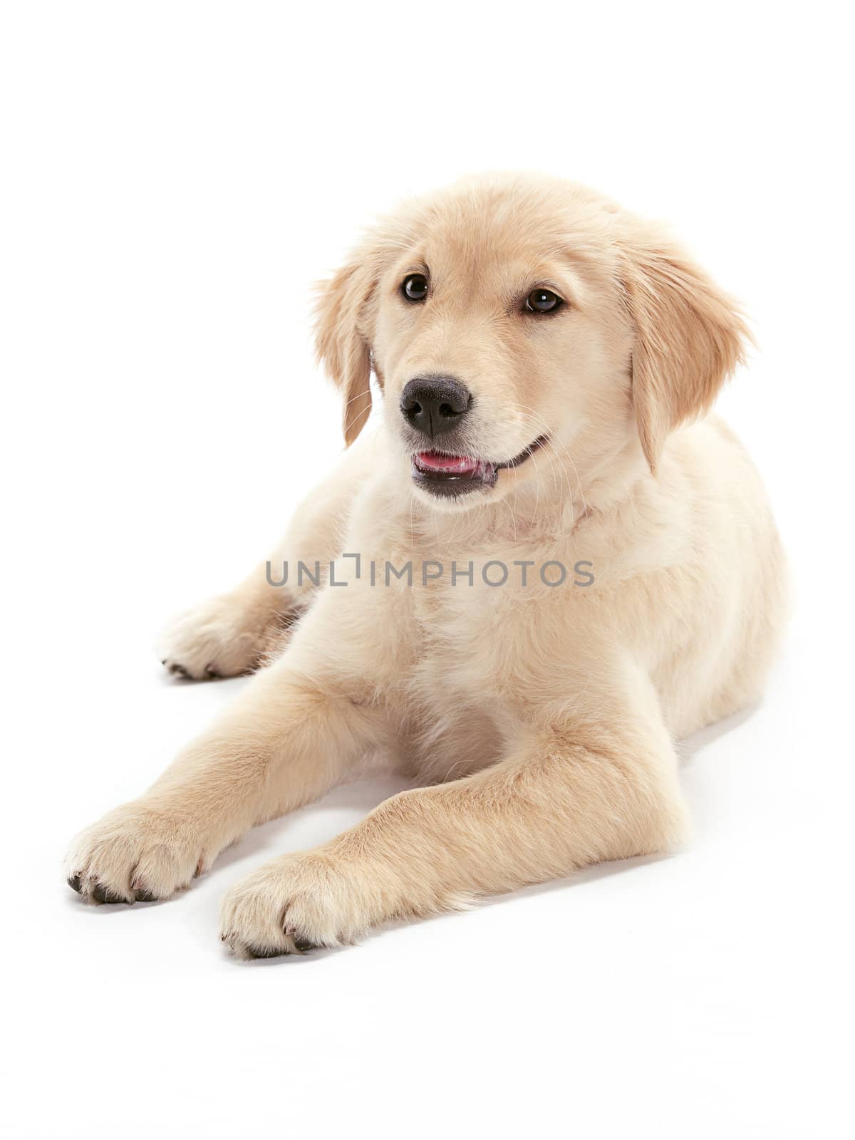 A Golden Retriever puppy relaxing on floor