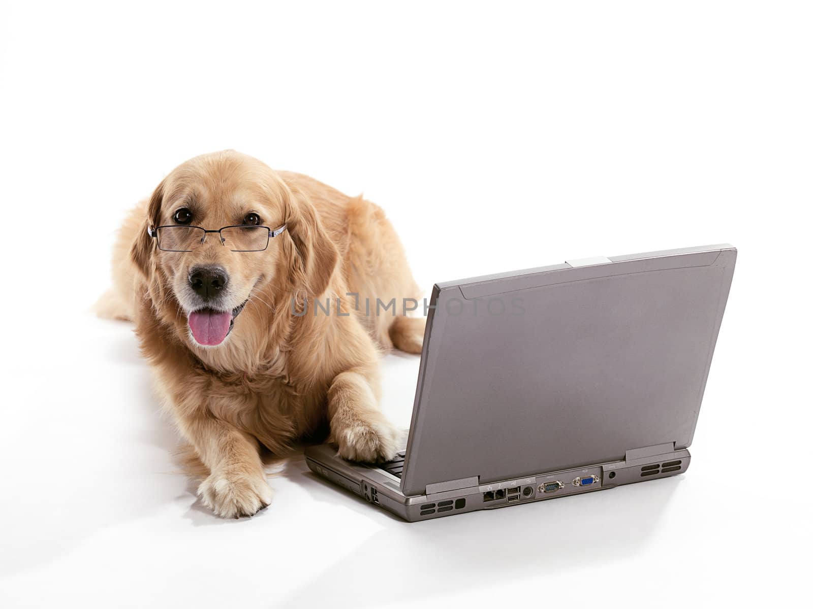 A Golden Retriever using a laptop with paw on a laptop