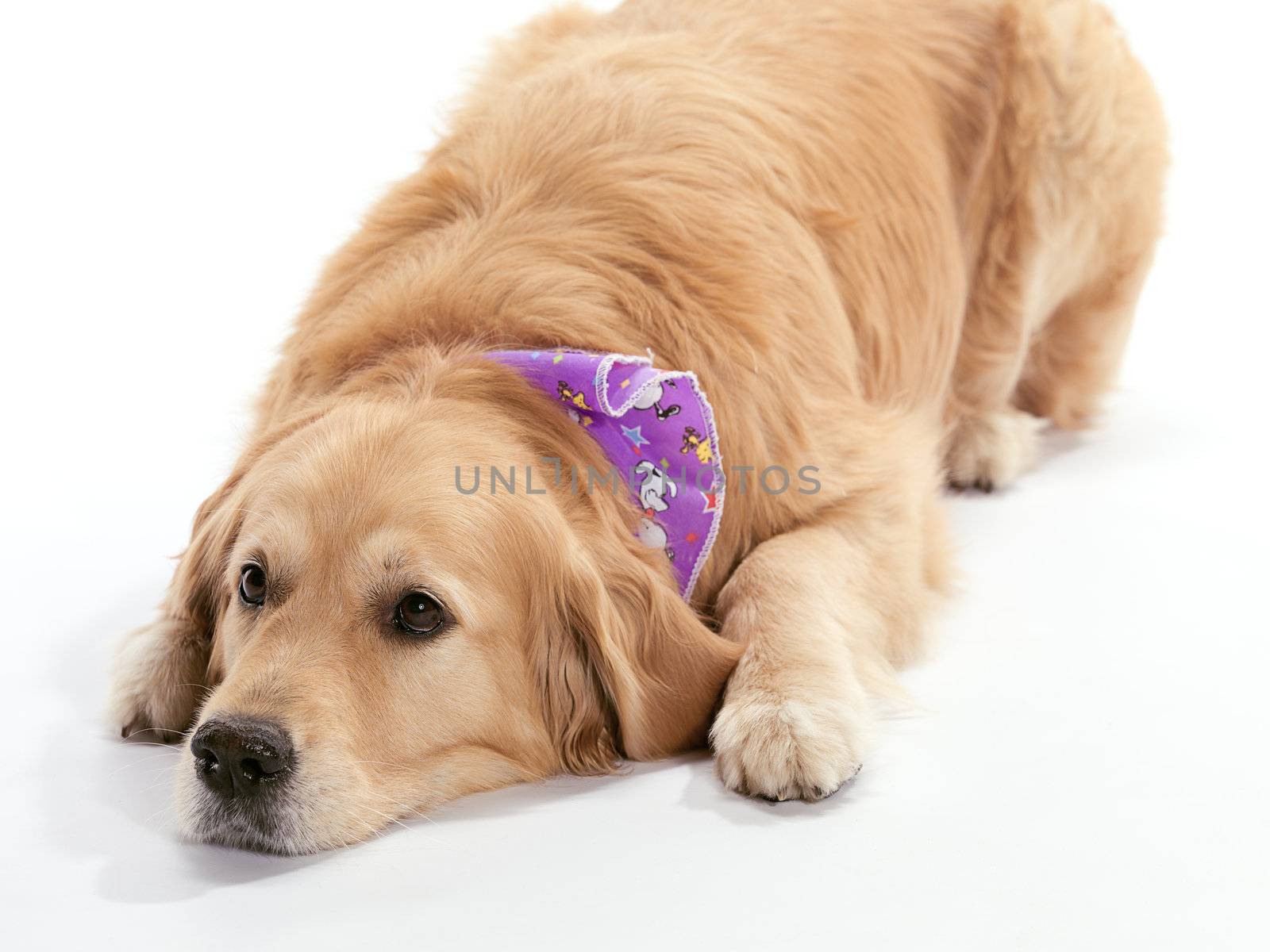 A tired Golden Retriever on a white background