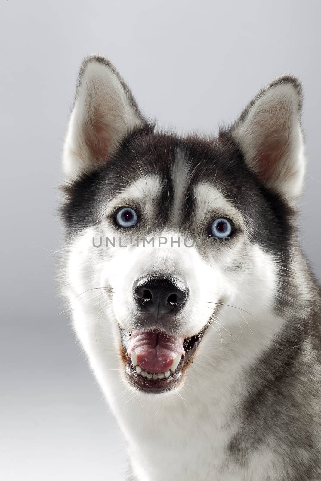 Pet dog smiling towards camera.