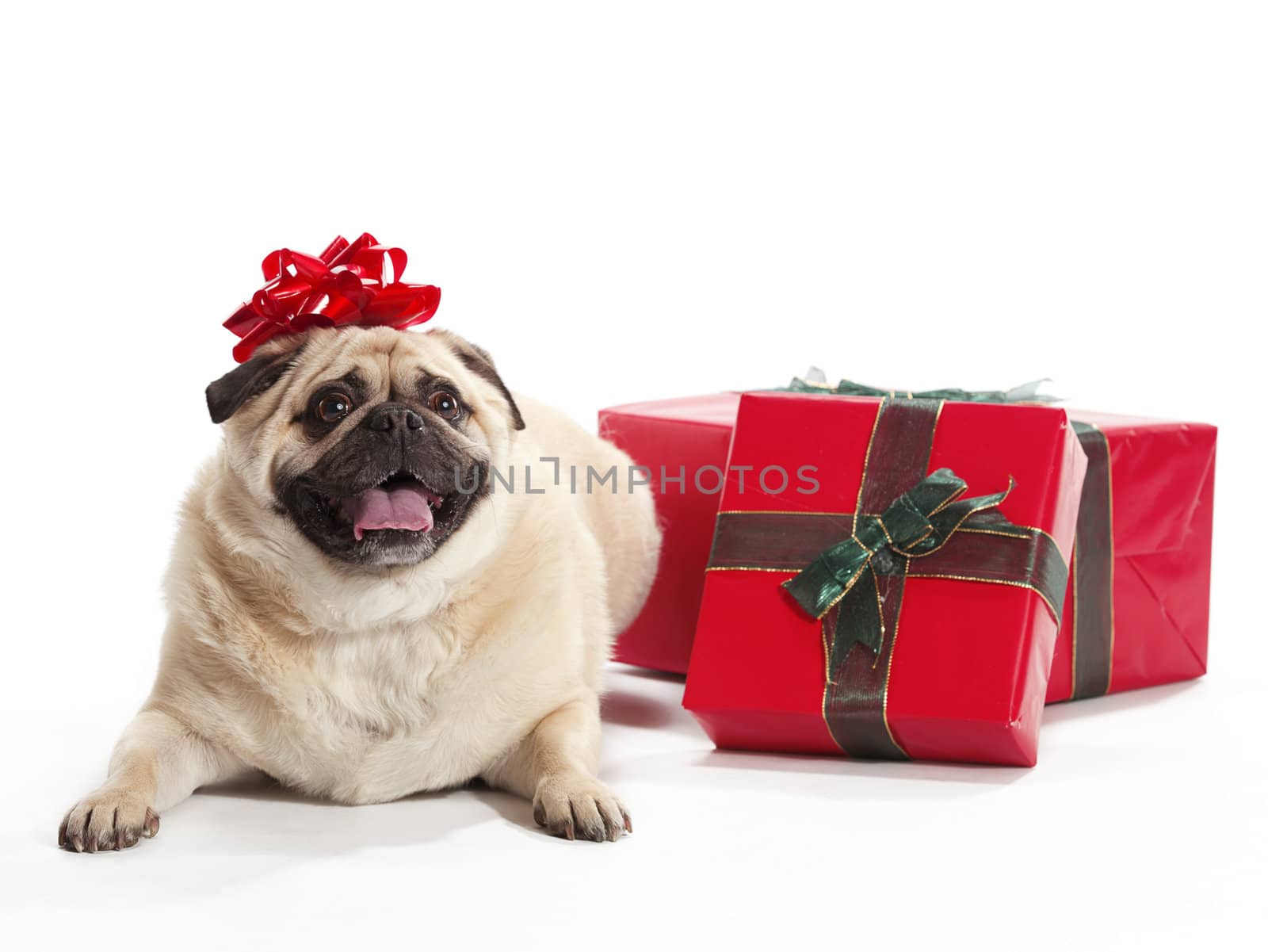 A pug with a bow as a present