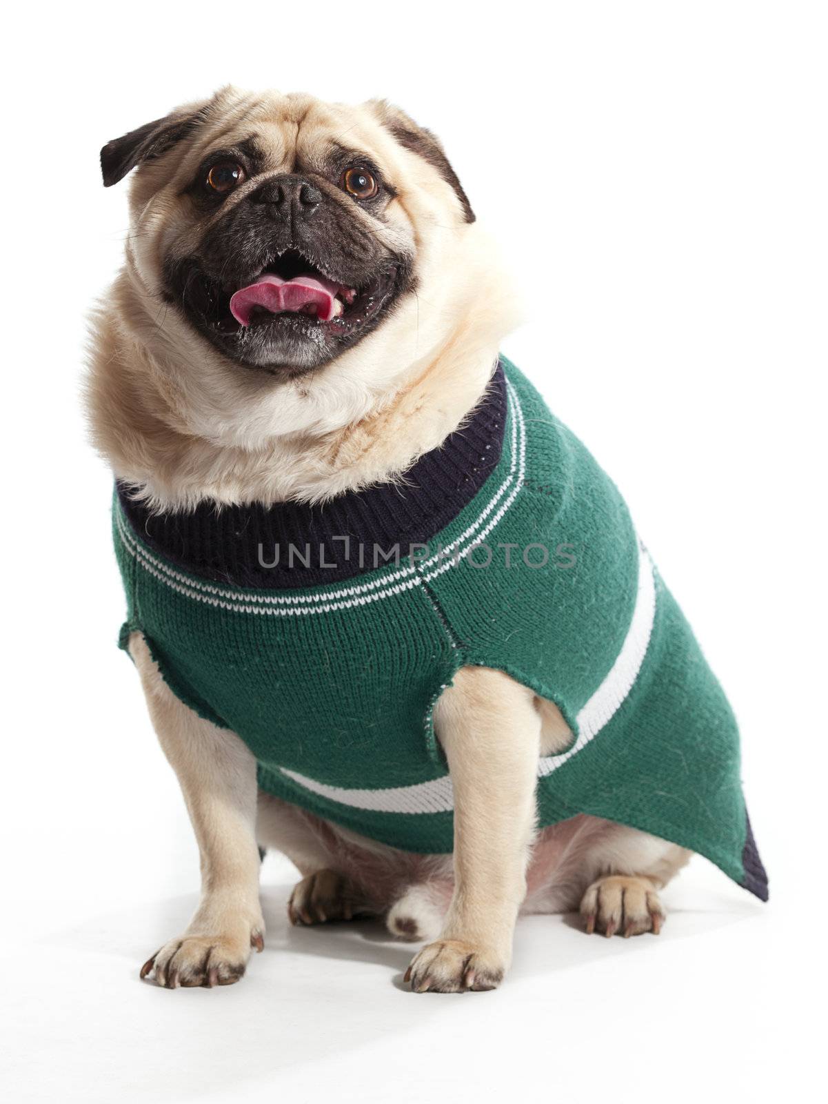 A pug wearing a sweater sitting on a white background