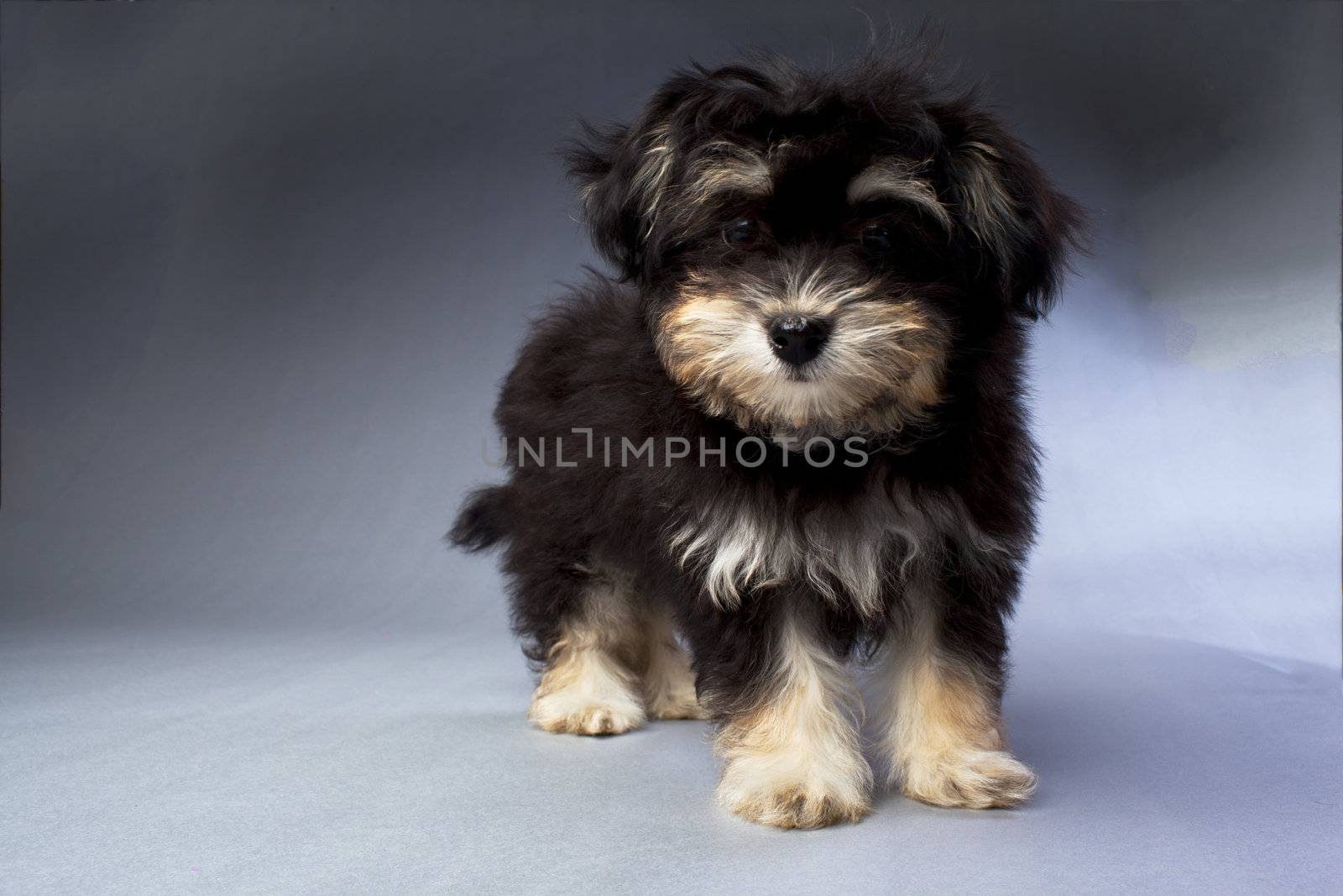 A standing black and tan Havanese puppy