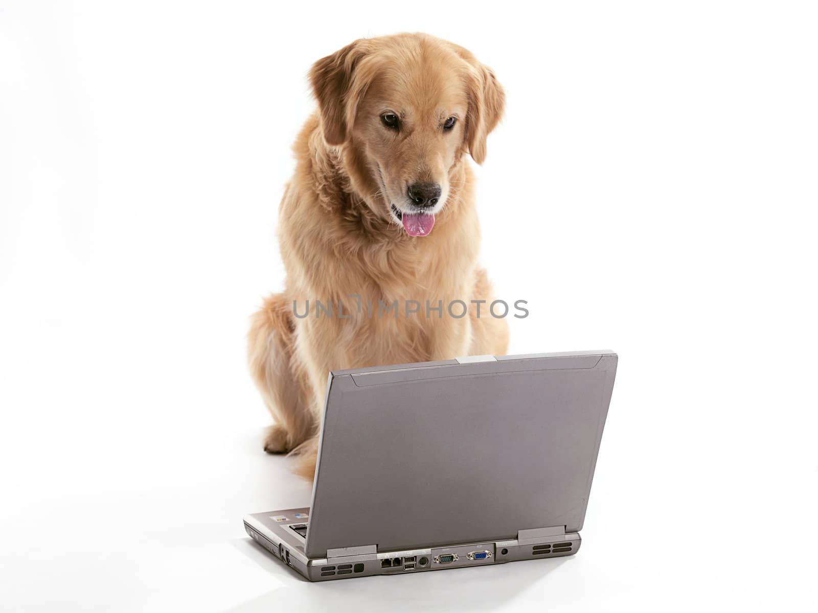 A Golden Retriever using a laptop