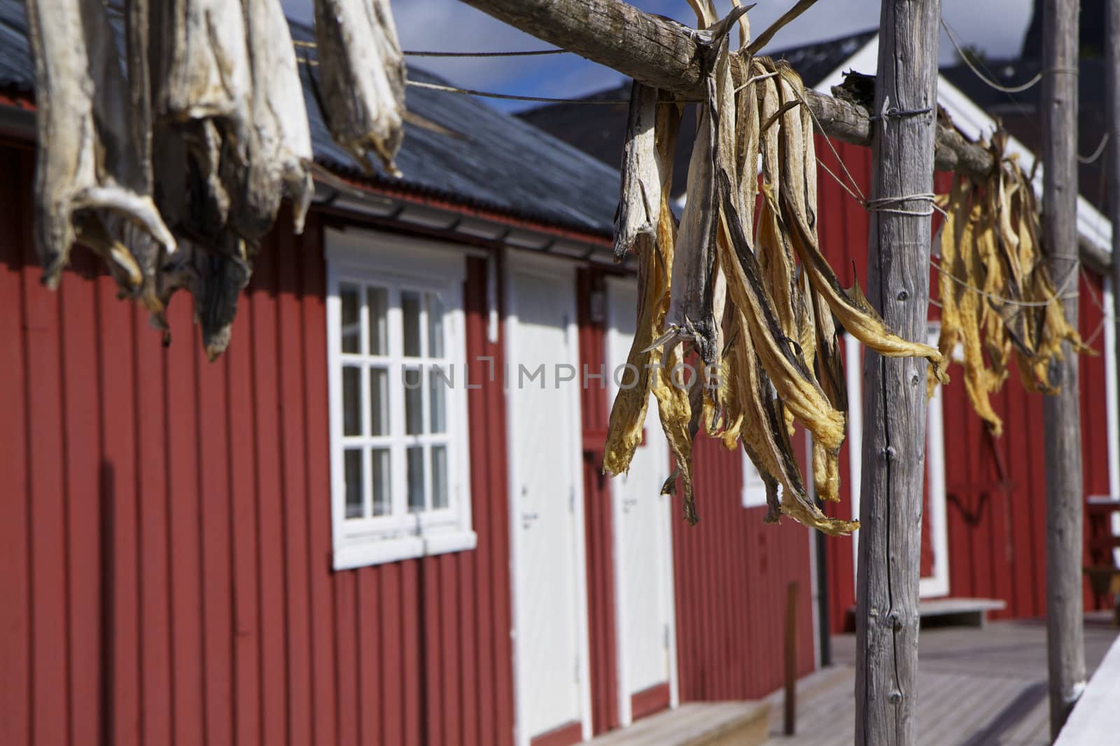 Dried stockfish hanging in front of fishing hut on Lofoten islands in Norway