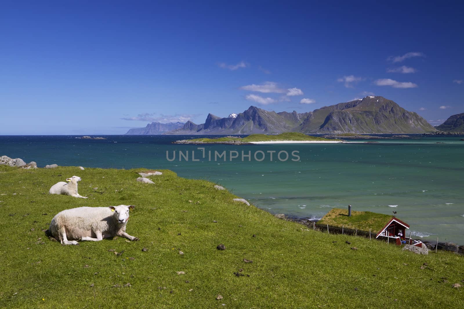 Scenic sheep farm on Lofoten islands in arctic Norway with high mountain peaks towering from the sea