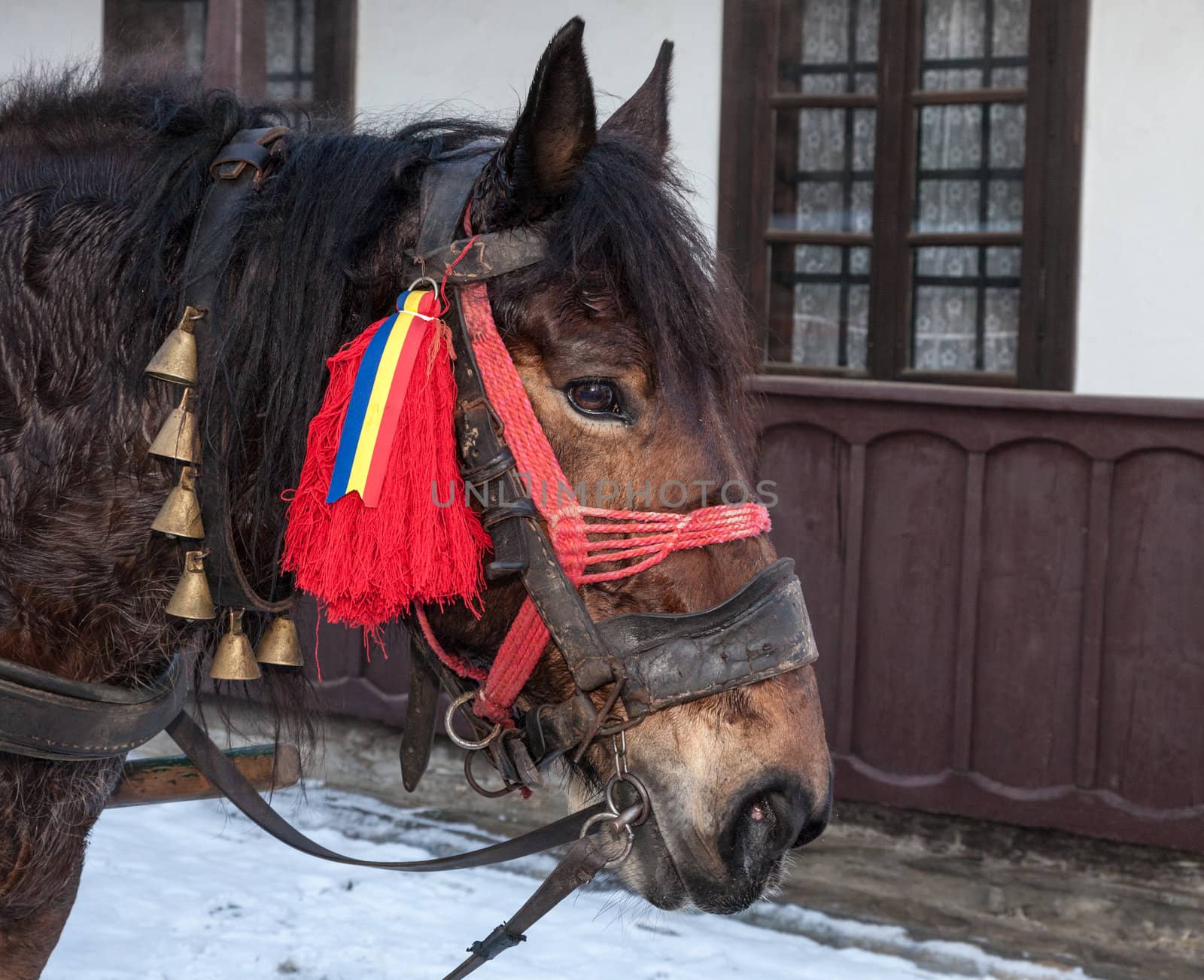 Porfile of a traditionally decorated Romanian horse used to pull the sledge during the winter holidays in various touristic villages.