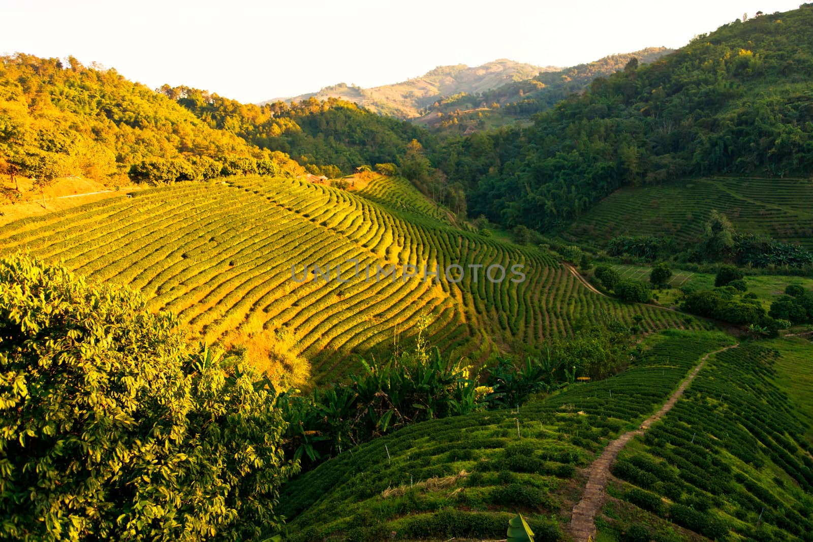 Tea plantation at sunset by timbrk
