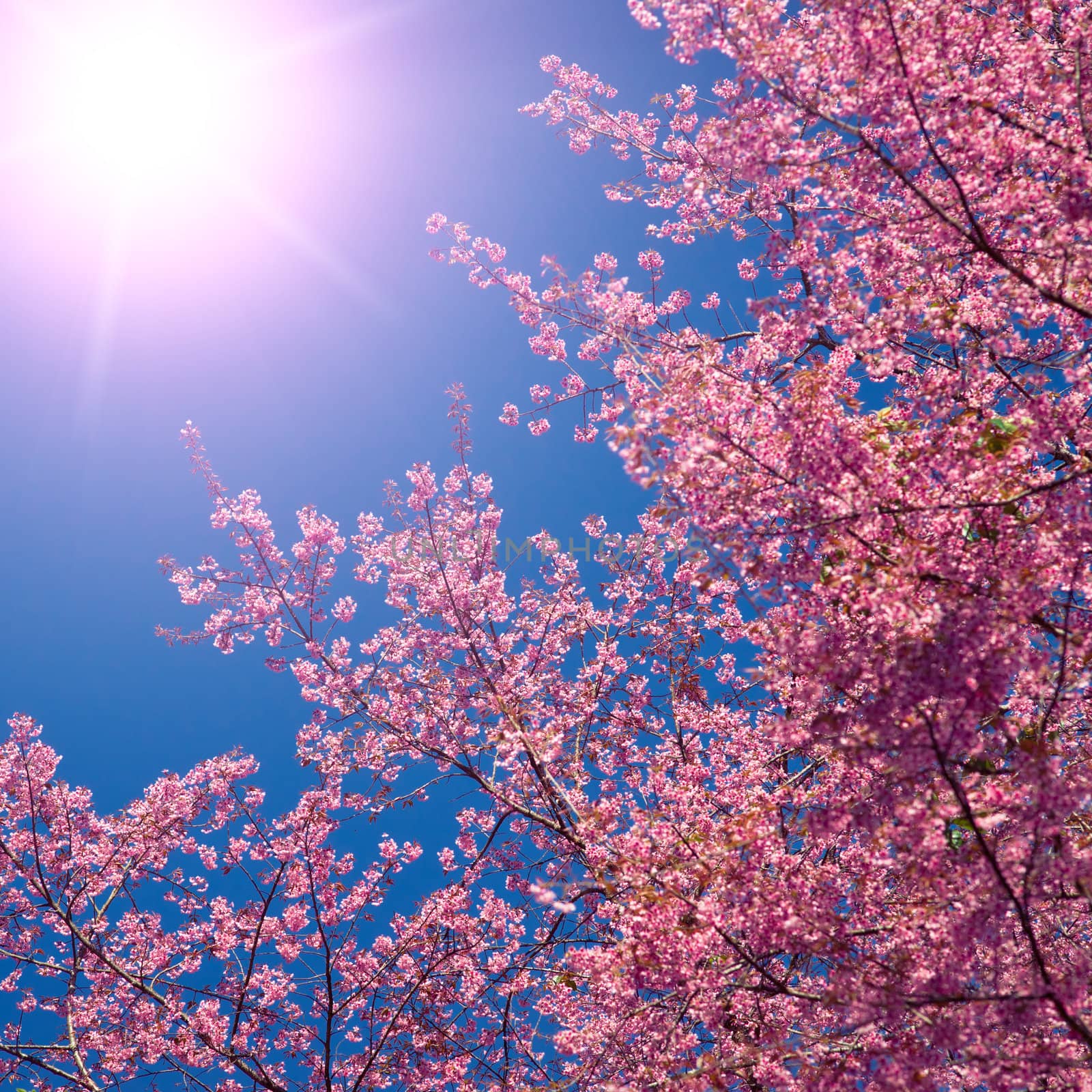 Sakura by timbrk