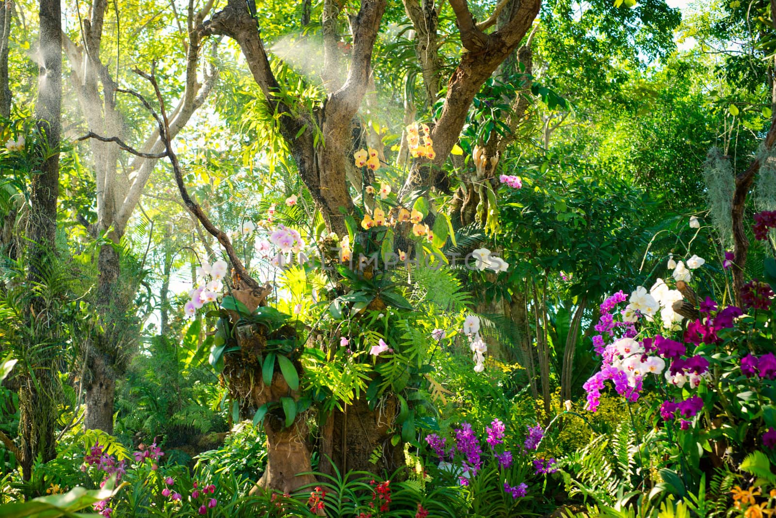 Orchid garden in tropics