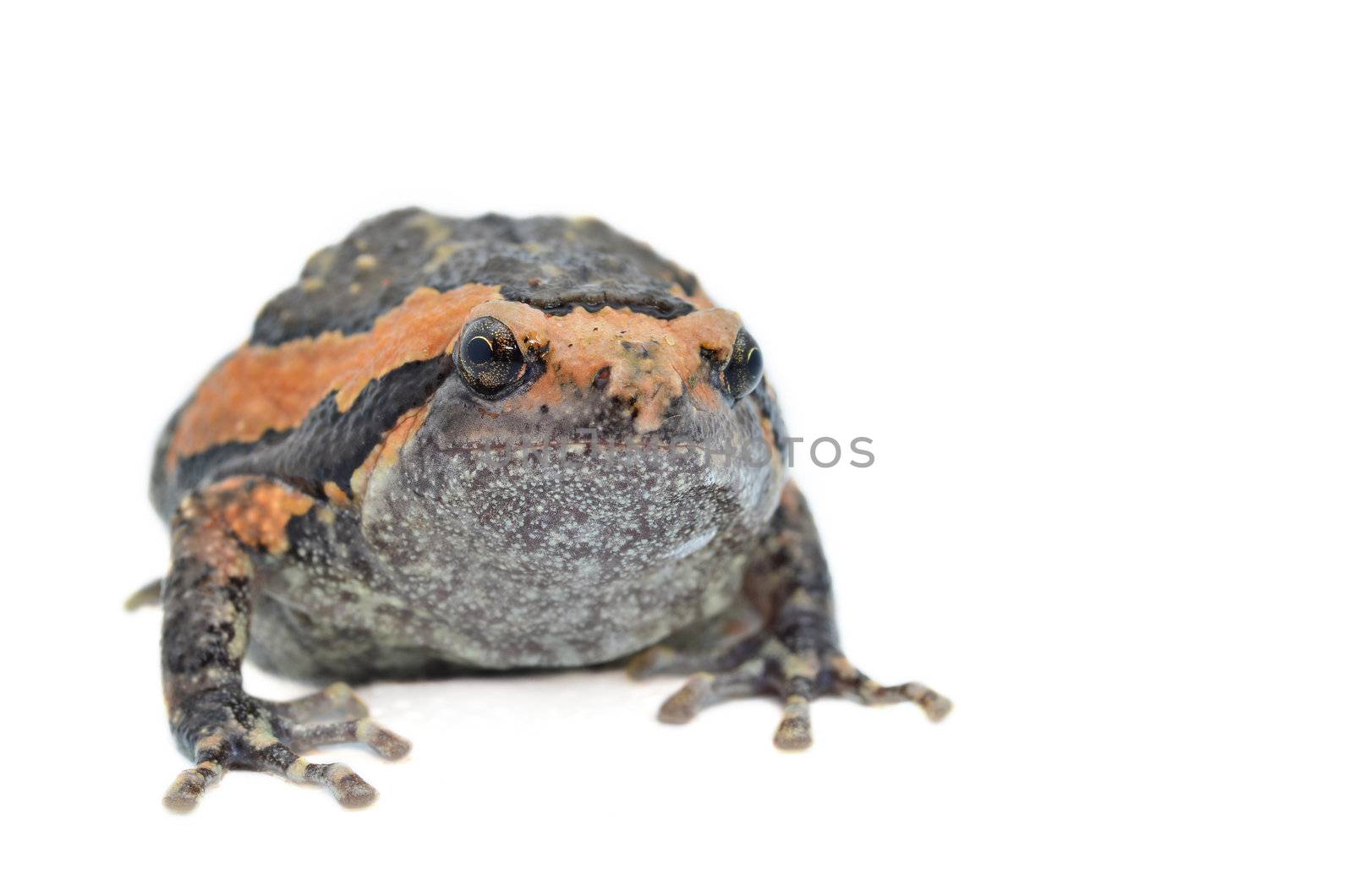 Toad isolated on white