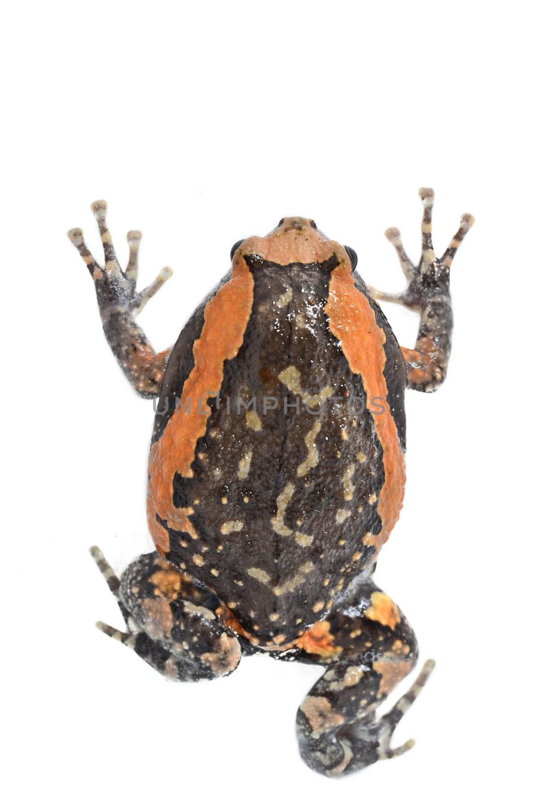 Toad isolated on white