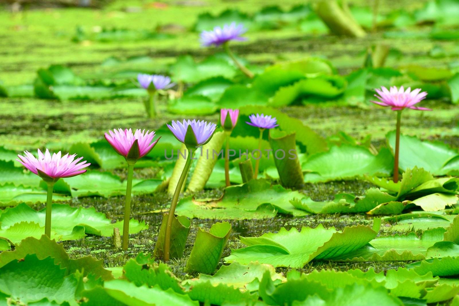 pink lily in pond