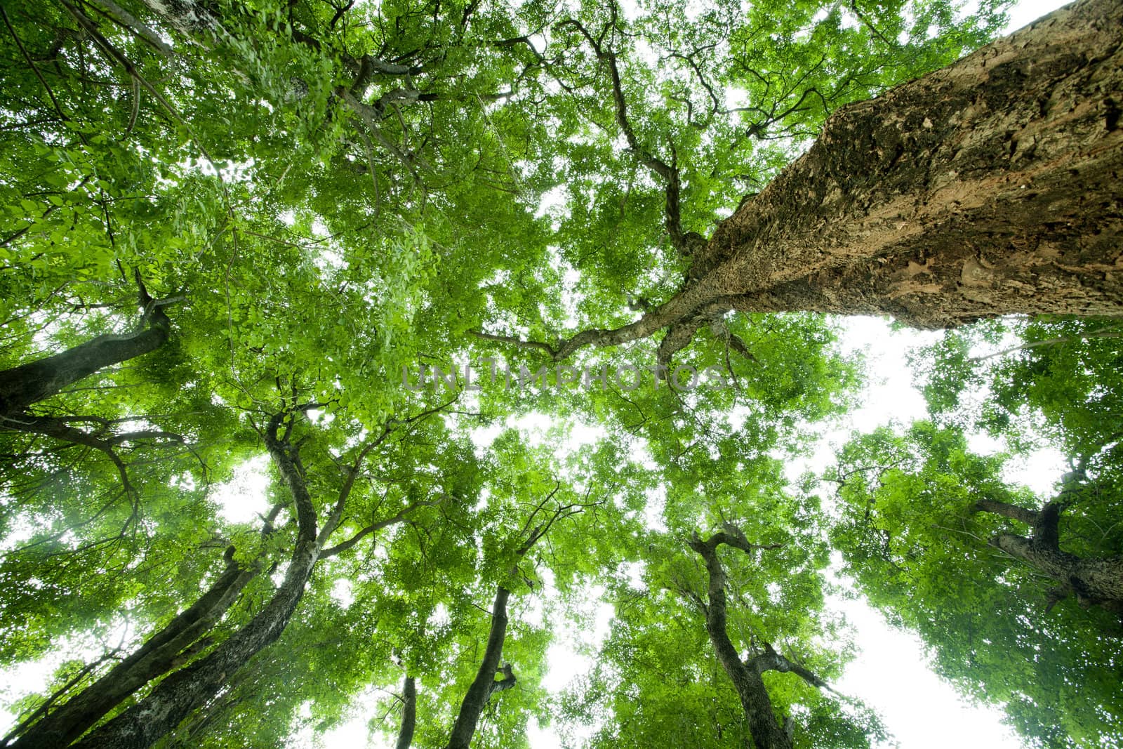 Tree Looking up