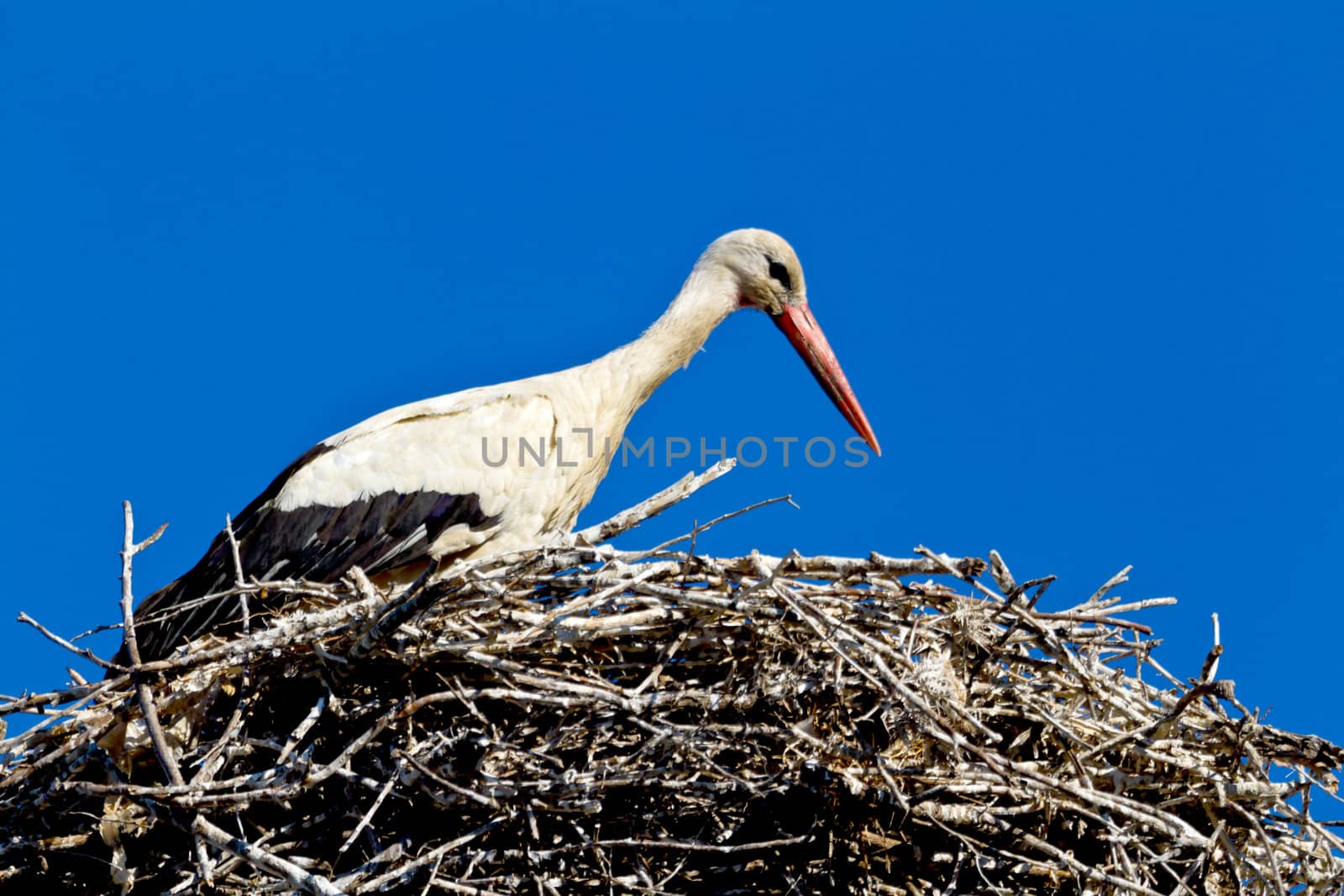 Beautiful white stork