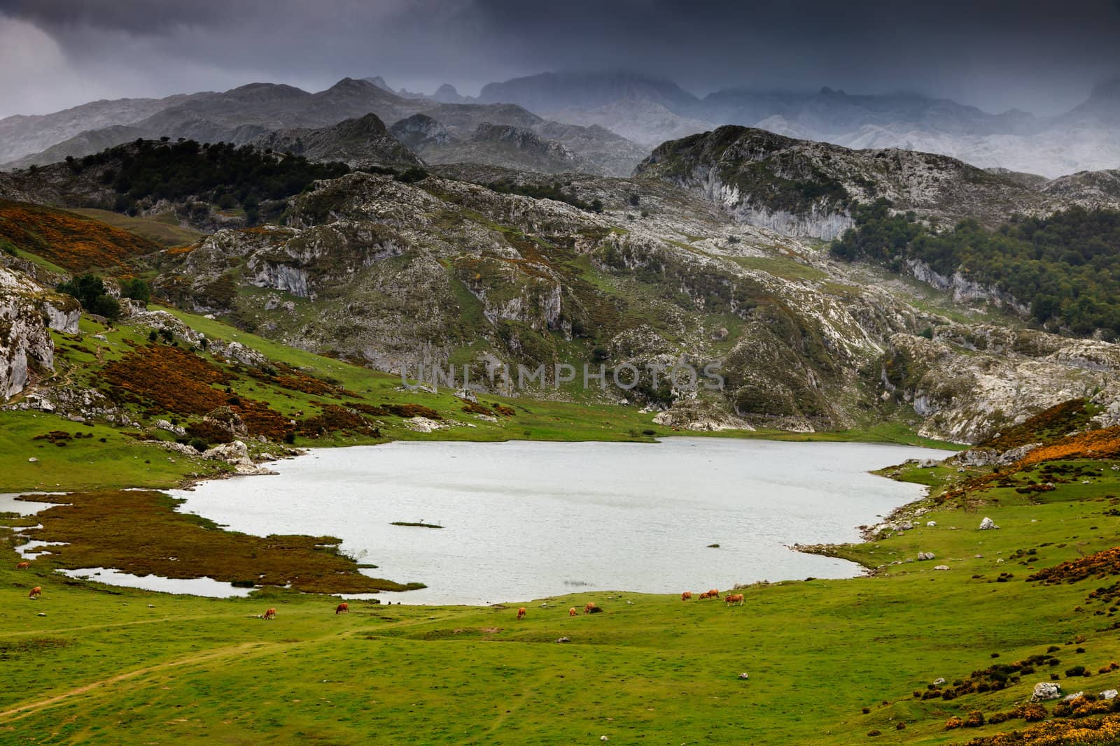 Fantastic lake Ercina, one of the famous lakes of Covadonga, Asturias ,  Spain