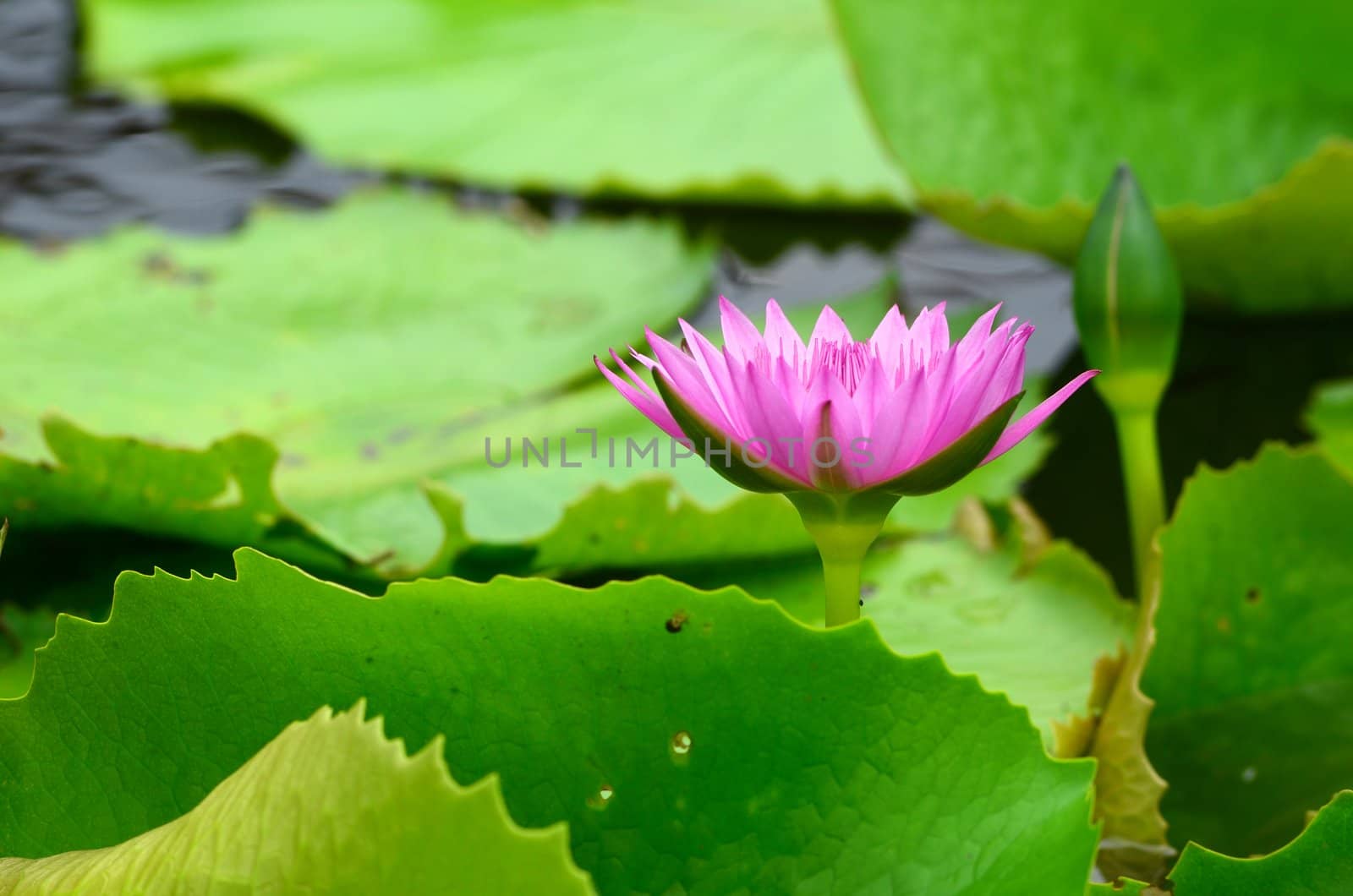 pink lily in pond