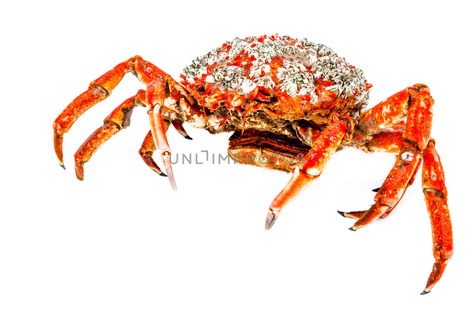 A spider crab on a white background