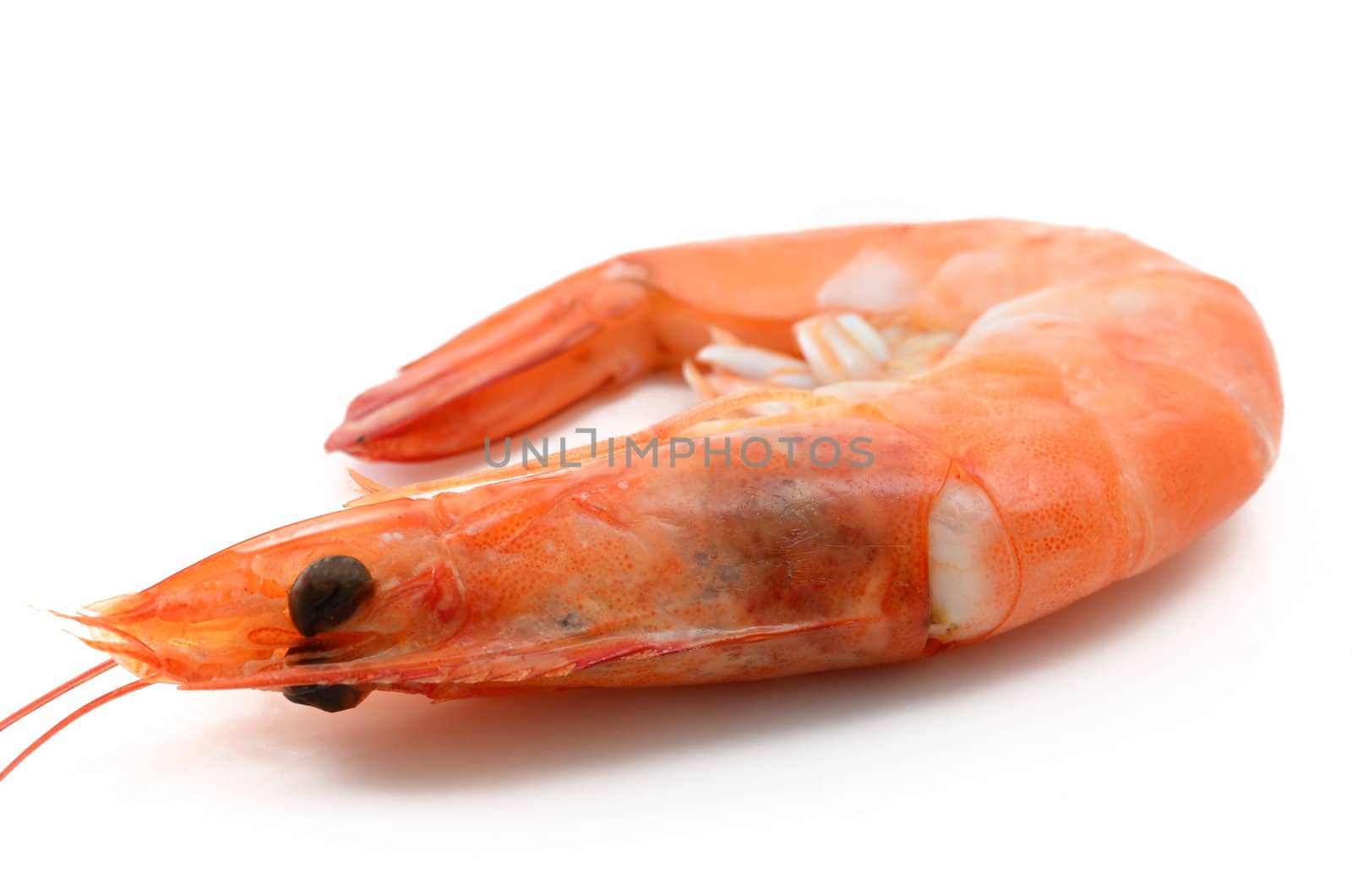 Shrimp isolated on white