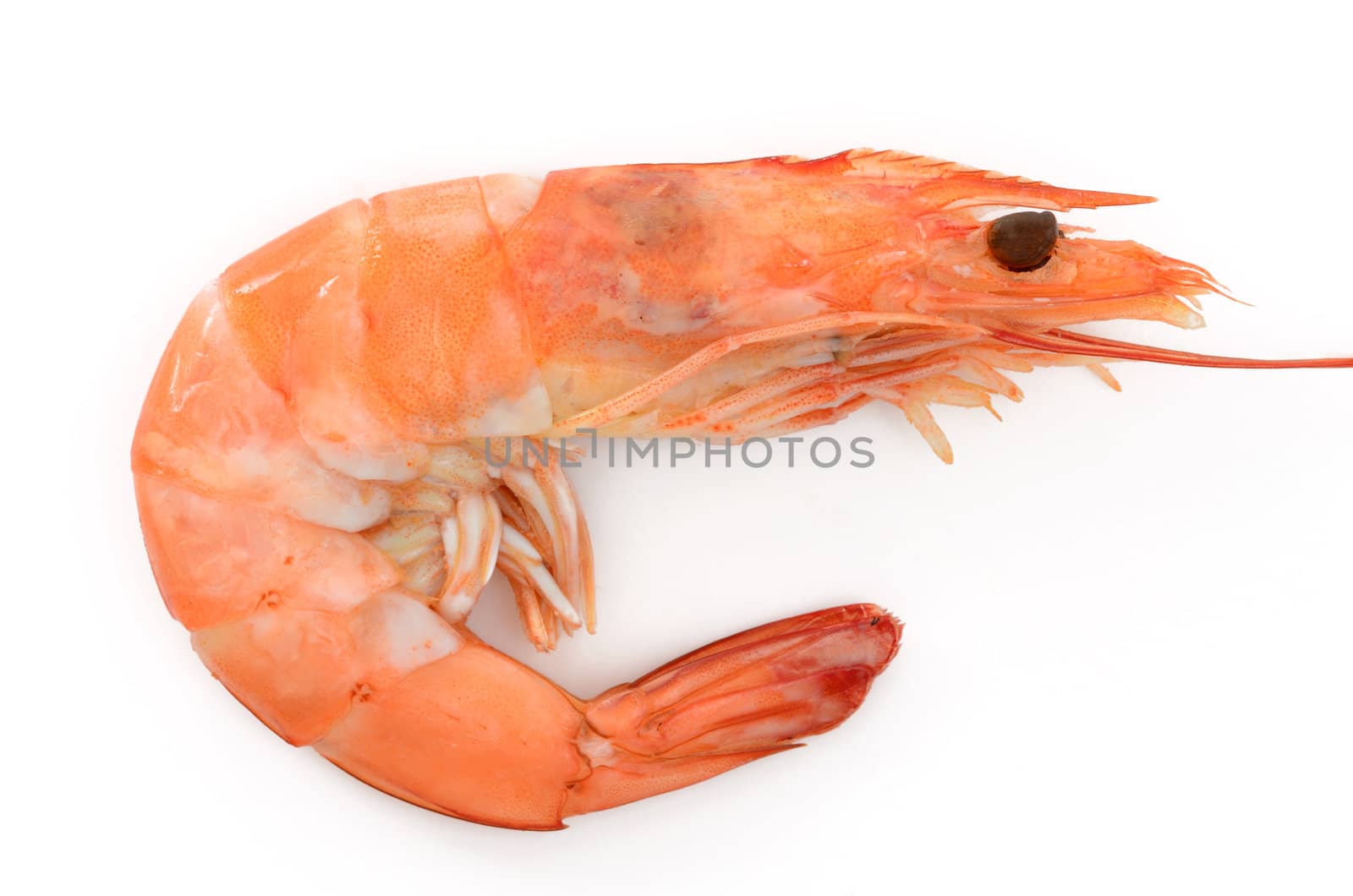 Shrimp isolated on white