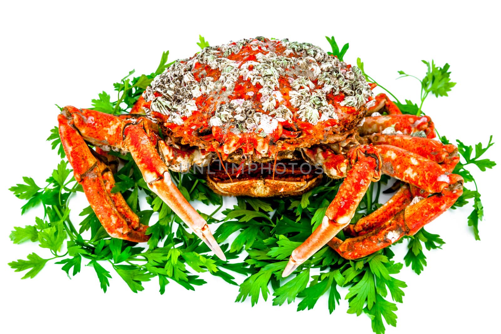 A spider crab on a white background
