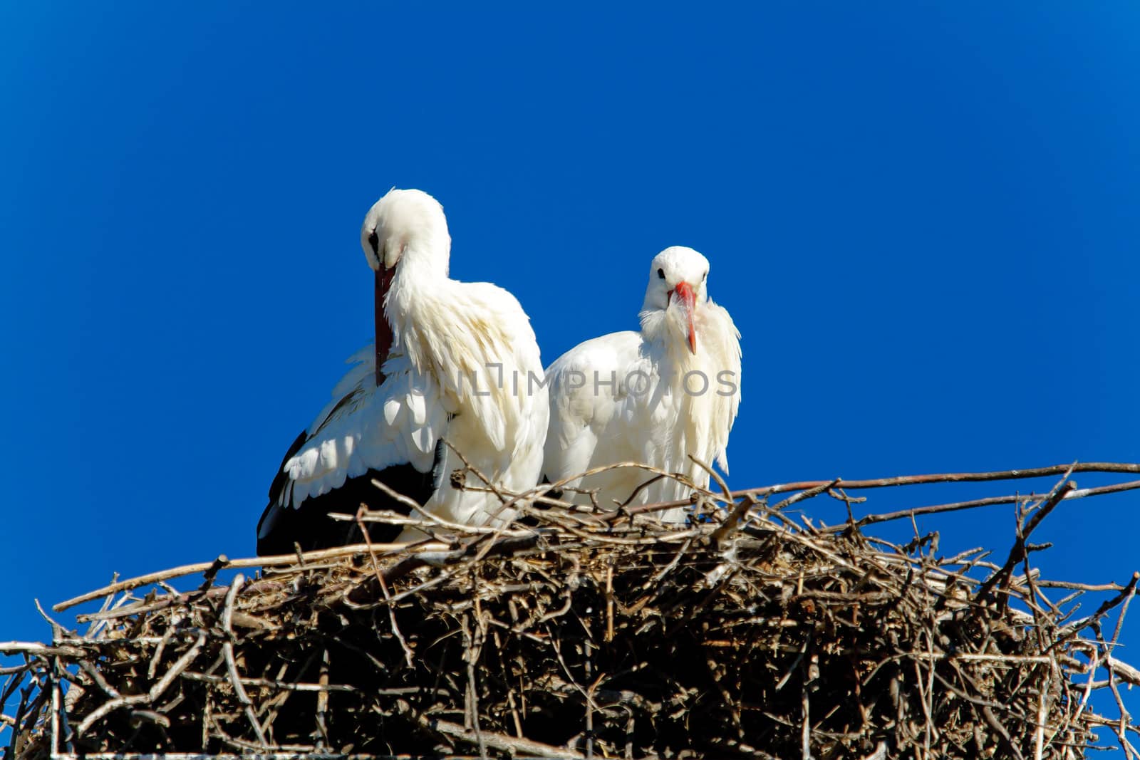 Beautiful white stork