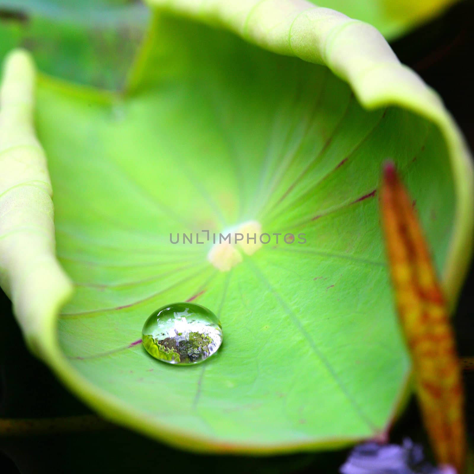 Lotus leaf with water drop