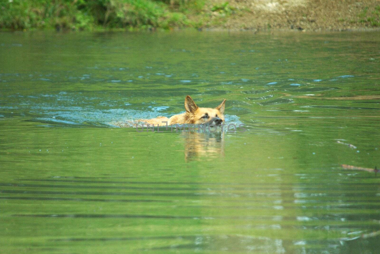 A copy of the German Shepherd jumps into a mountain lake to play