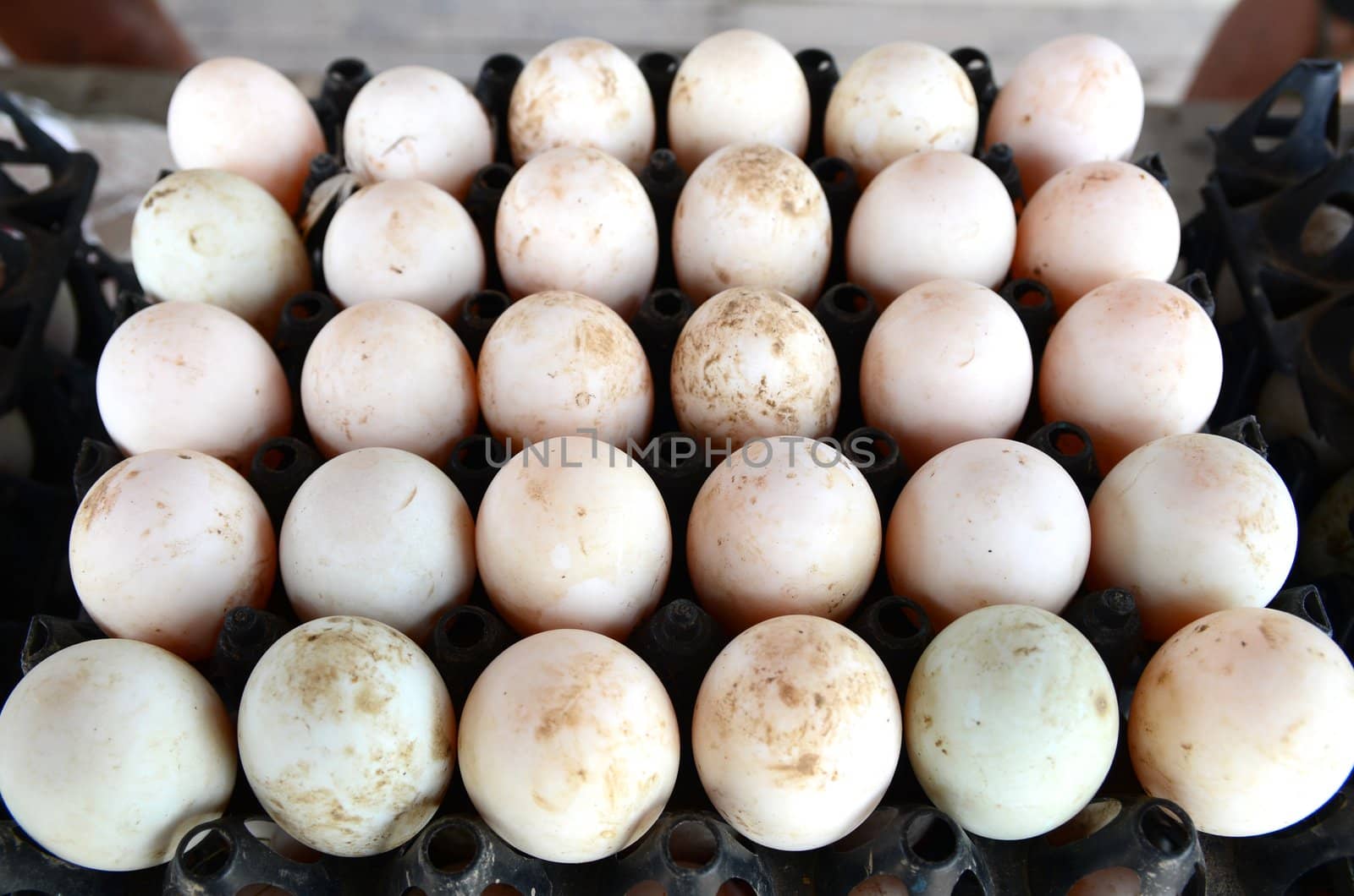 Duck eggs in black container