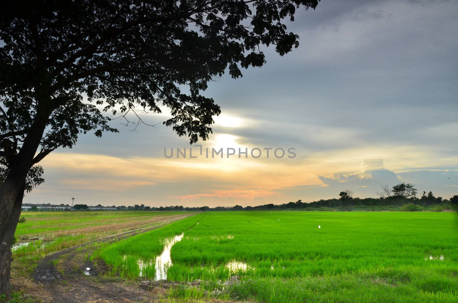 sunset at rice farm