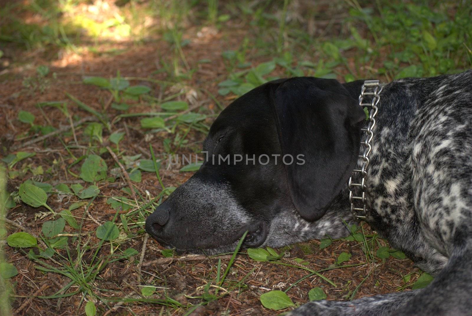 A german beagle in rest time