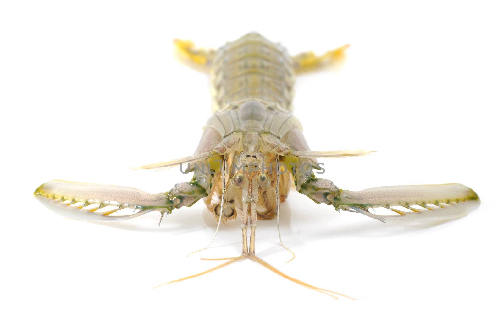 Mantis shrimp by antpkr