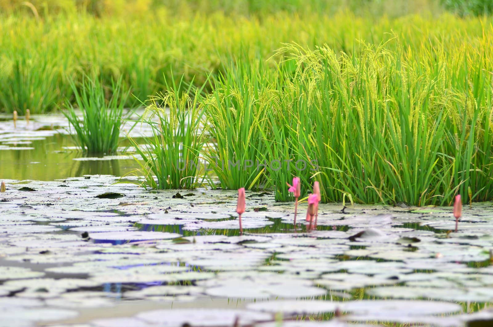 Rice Seedlings by antpkr