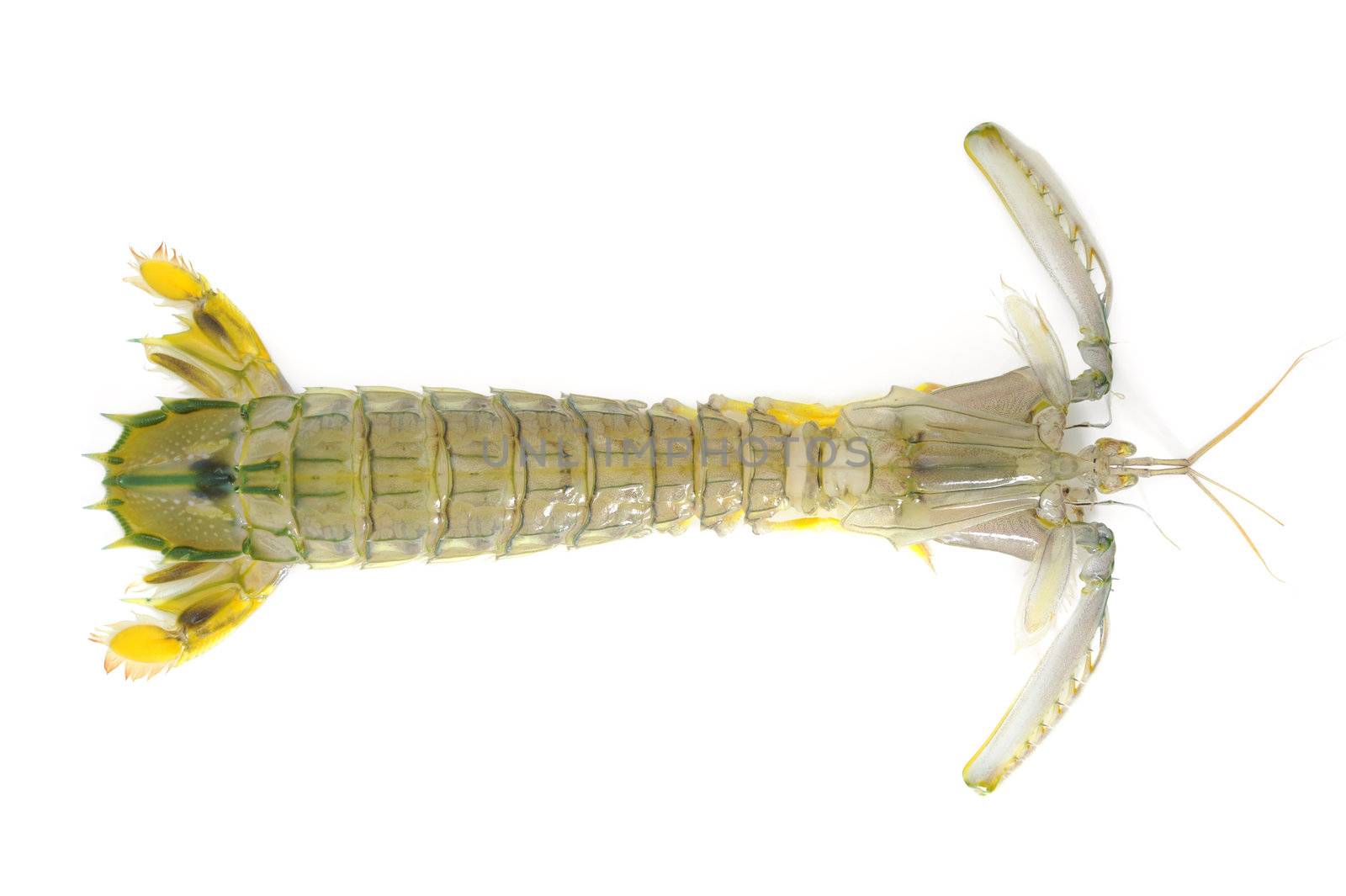 Mantis shrimp by antpkr