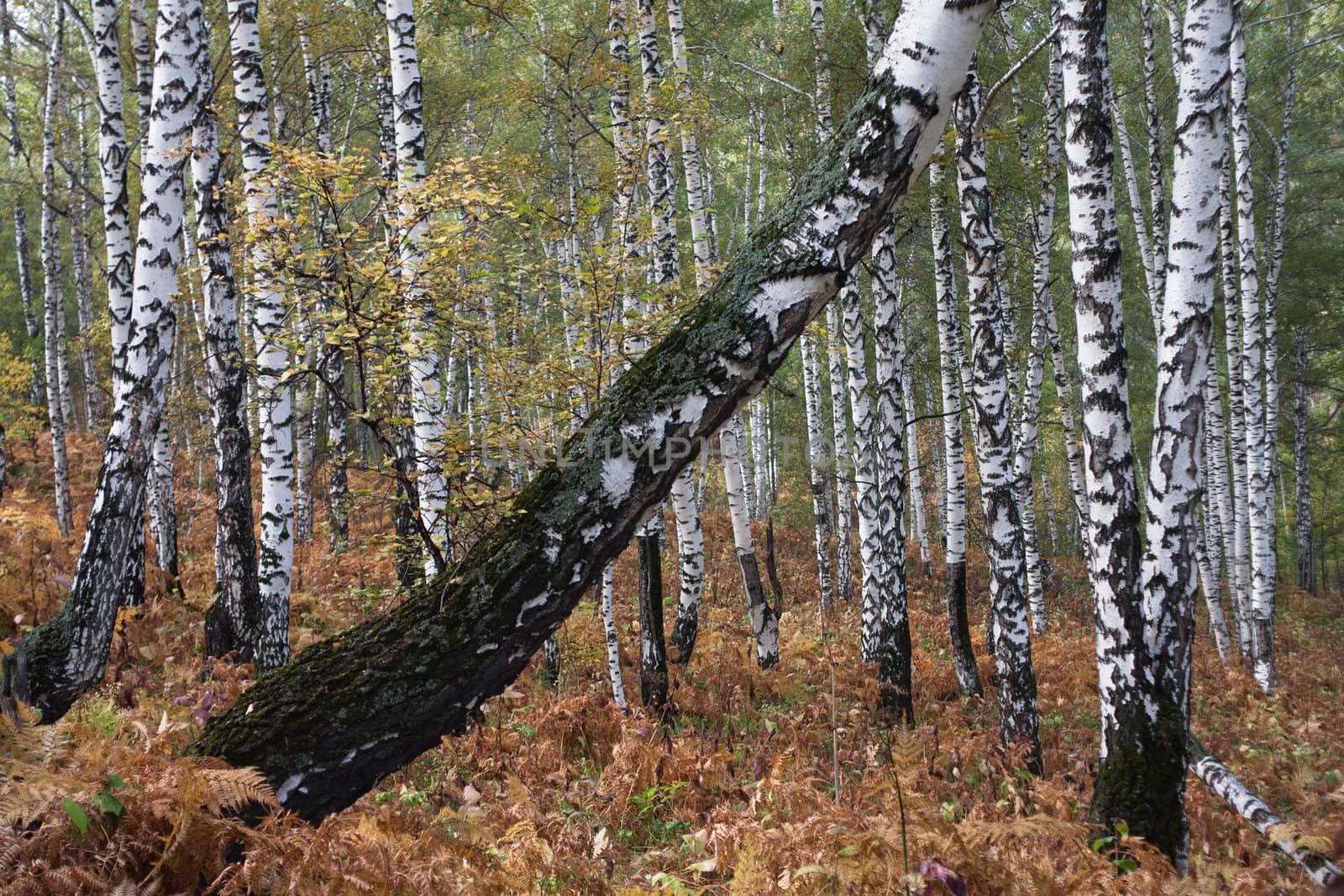 White birches in an autumn wood