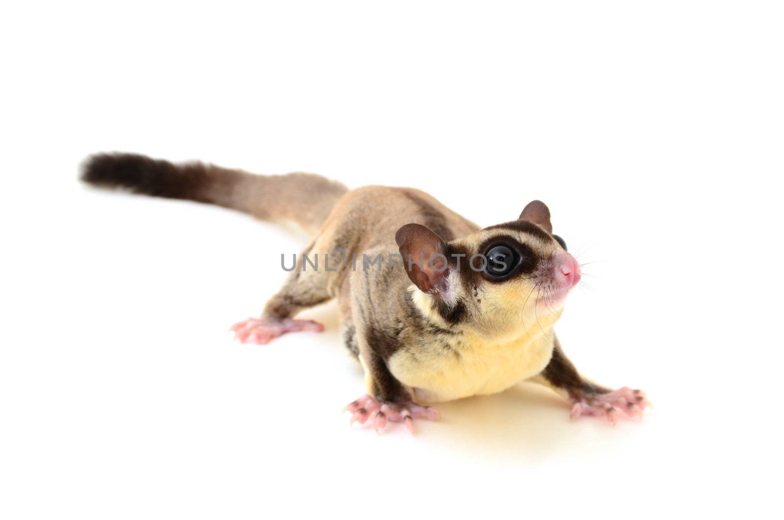 Flying squirrel isolated on white