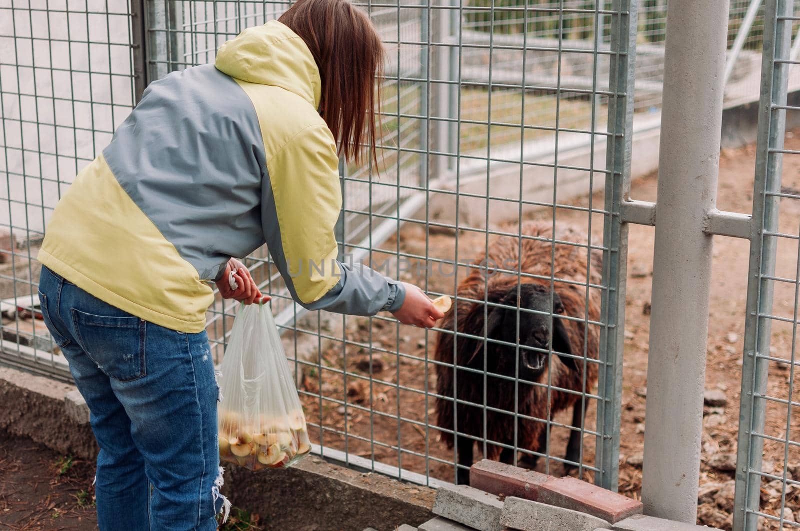 Girl feeds a brown sheep.Animal eats apples through a net in a cage.Mammal is in a zoo.Horizontal photo.Selective focus. by Alla_Morozova93
