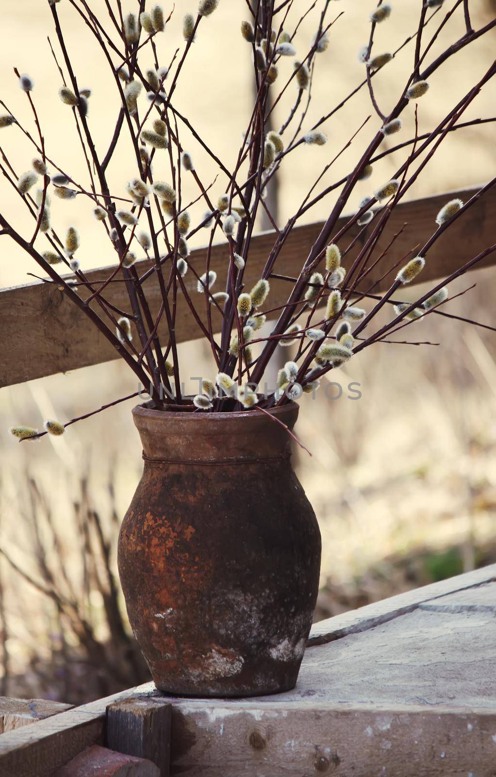 Pussy willow branches flowering in spring outdoors